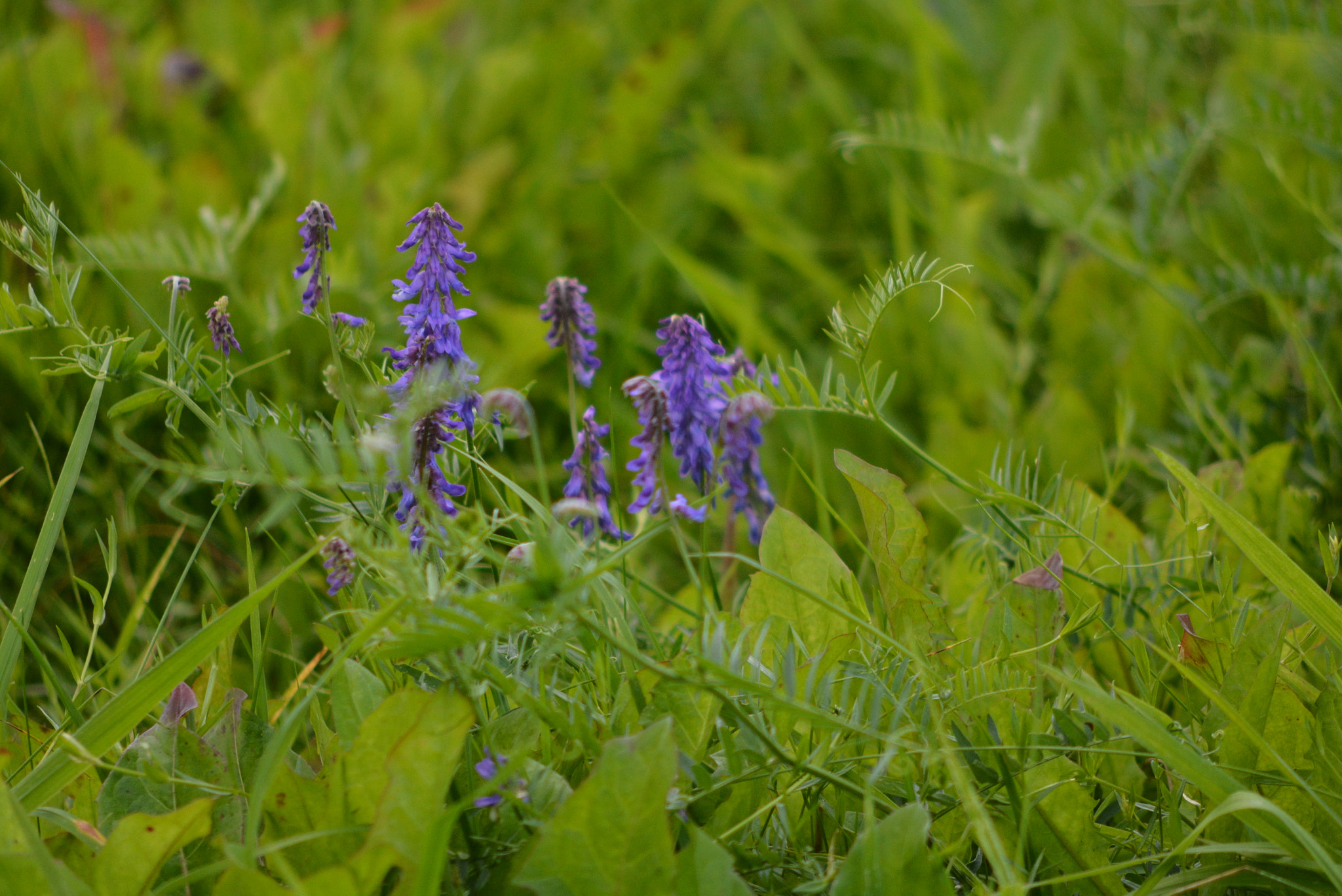 Nikon D7100 + AF Nikkor 70-210mm f/4-5.6 sample photo. Flowers on the meadow photography