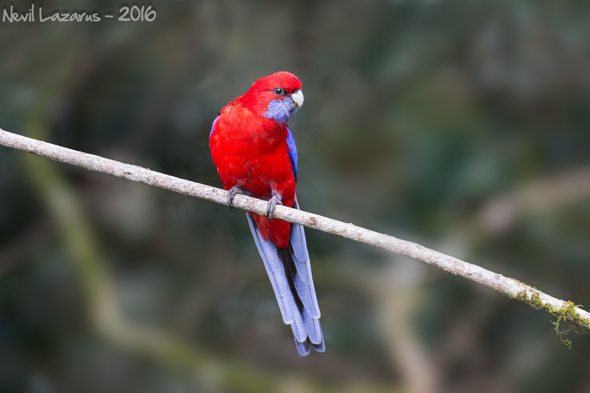 Canon EOS-1D X + Canon EF 200-400mm F4L IS USM Extender 1.4x sample photo. Crimson rosella photography