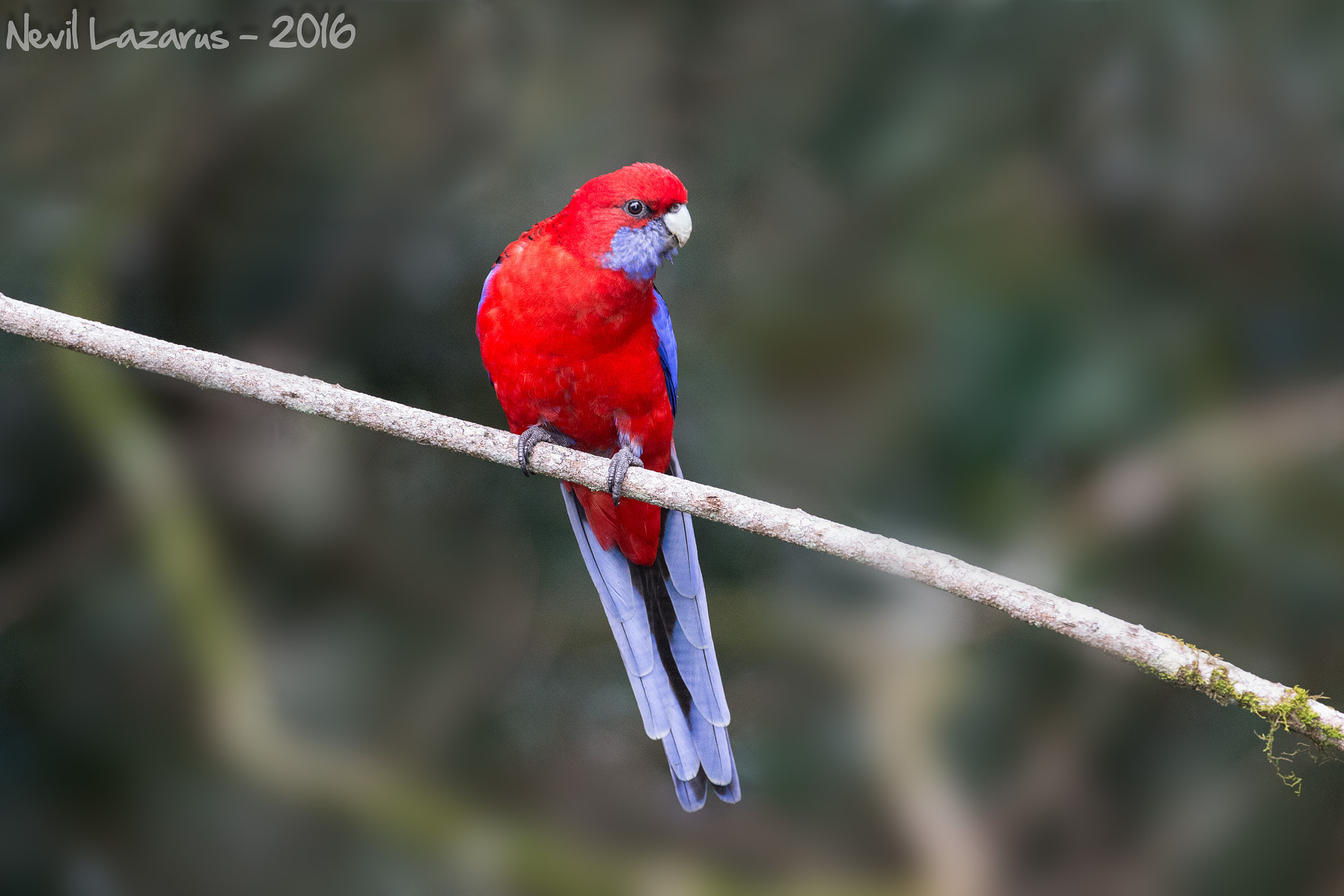 Canon EF 200-400mm F4L IS USM Extender 1.4x sample photo. Crimson rosella photography