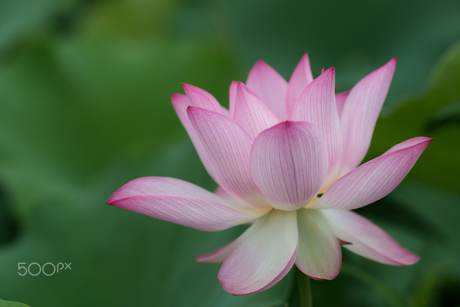 Sigma 150mm F2.8 EX DG OS Macro HSM sample photo. Lotus photography