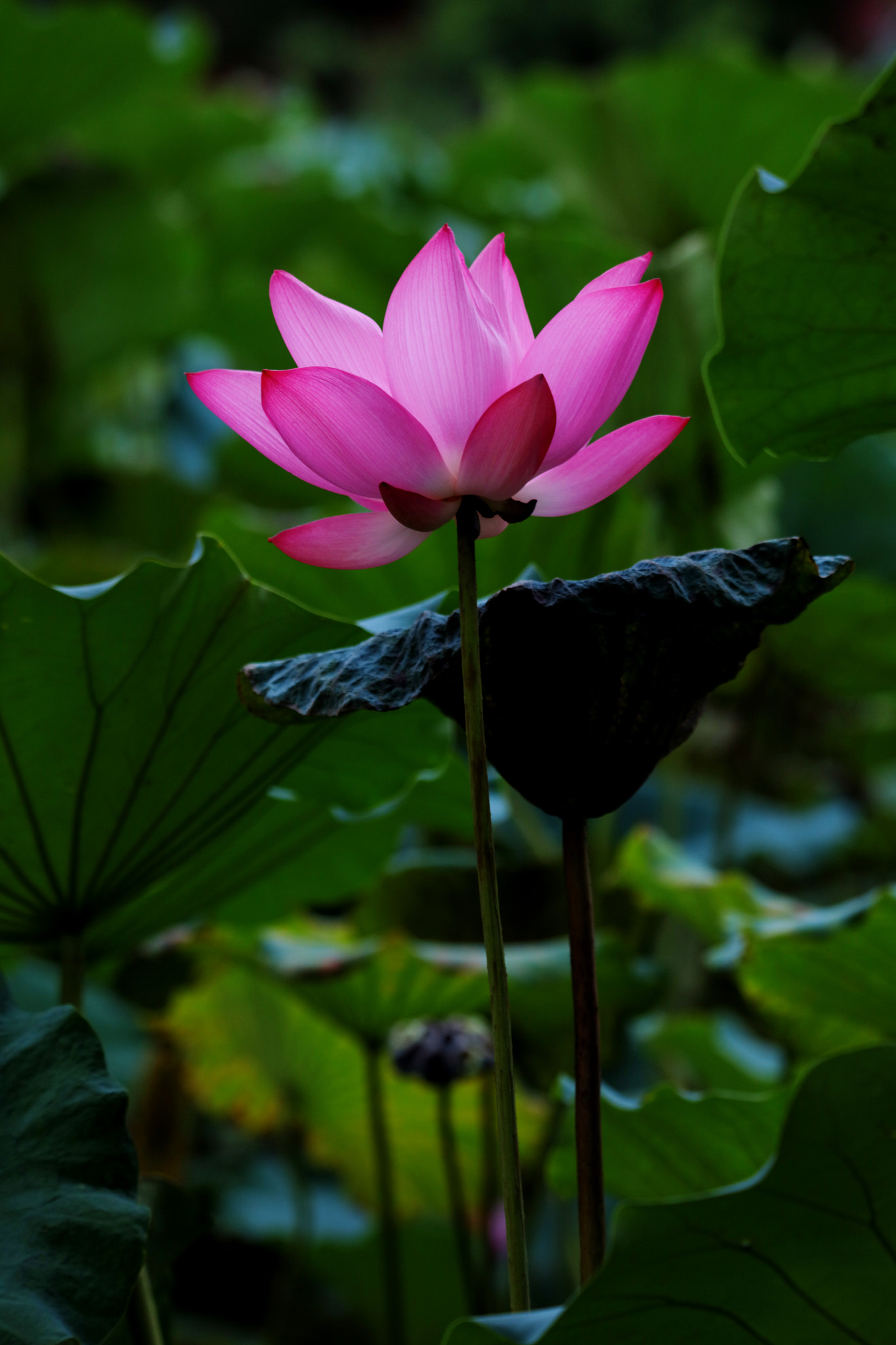 Tamron SP 150-600mm F5-6.3 Di VC USD sample photo. Lotus photography