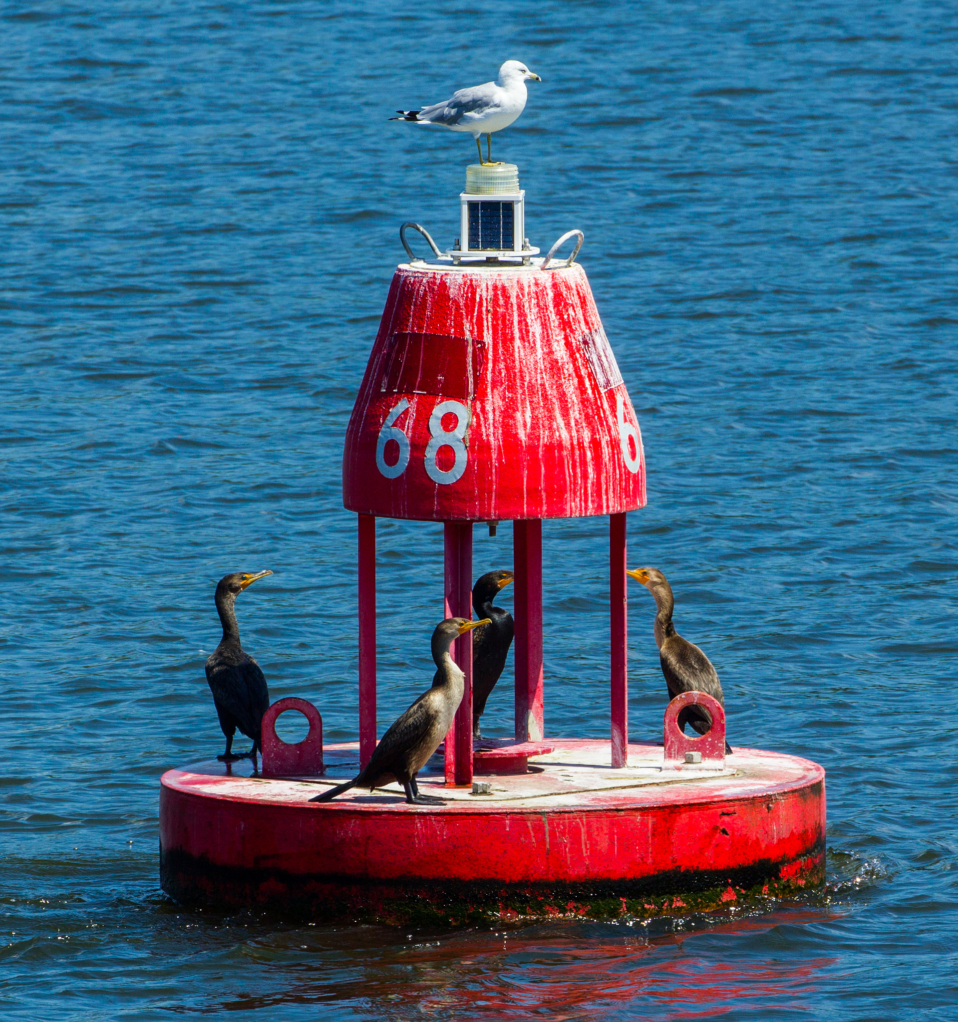 Canon EF 70-300mm F4-5.6L IS USM sample photo. Gull over cormorants photography