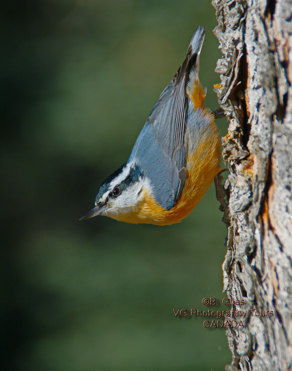 Pentax K-7 sample photo. Red-breasted nuthatch photography