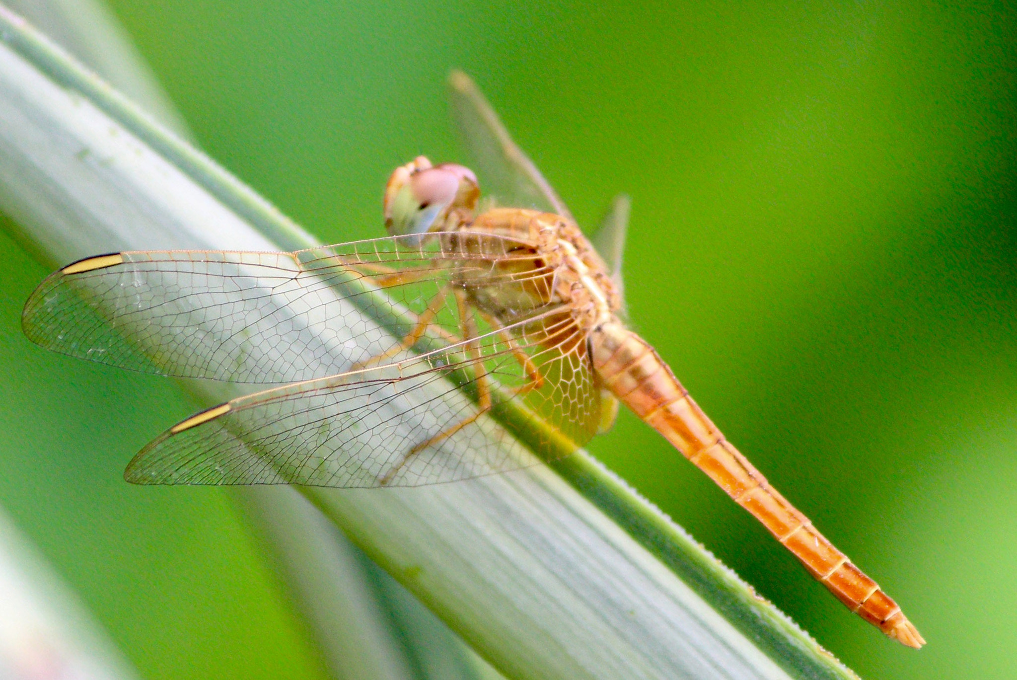Canon EF-S 55-250mm F4-5.6 IS II sample photo. Golden dragon photography