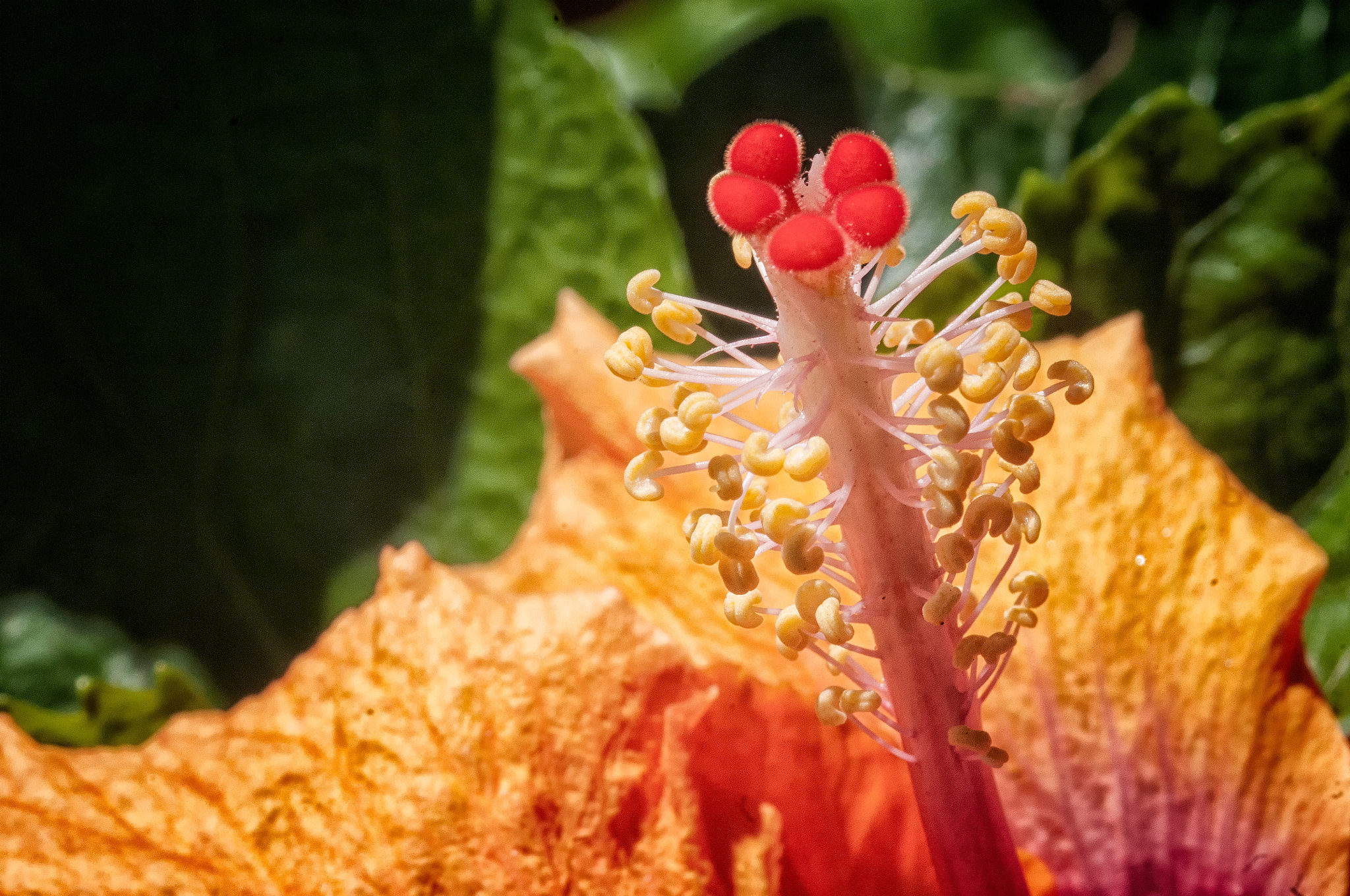Sigma 105mm F2.8 EX DG OS HSM sample photo. Just the stem of it photography