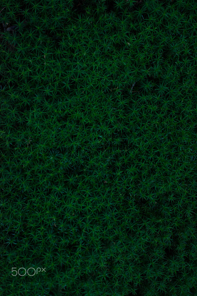 Nikon D800 + Nikon AF-S Nikkor 35mm F1.8G ED sample photo. Shades of green #3 photography
