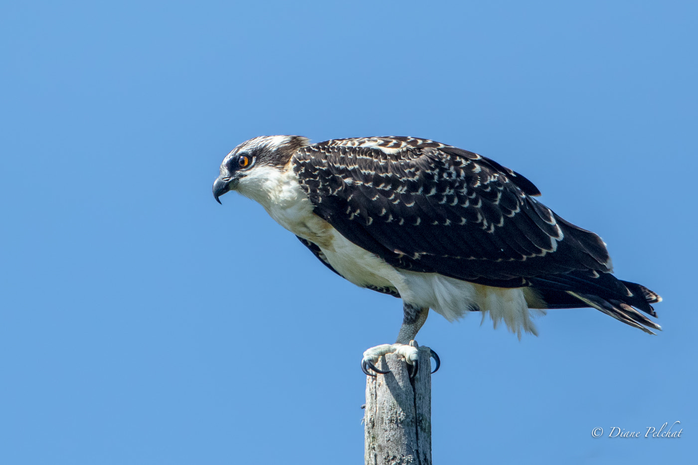 Canon EF 300mm F2.8L IS II USM sample photo. Osprey keeping an eye on his nest photography