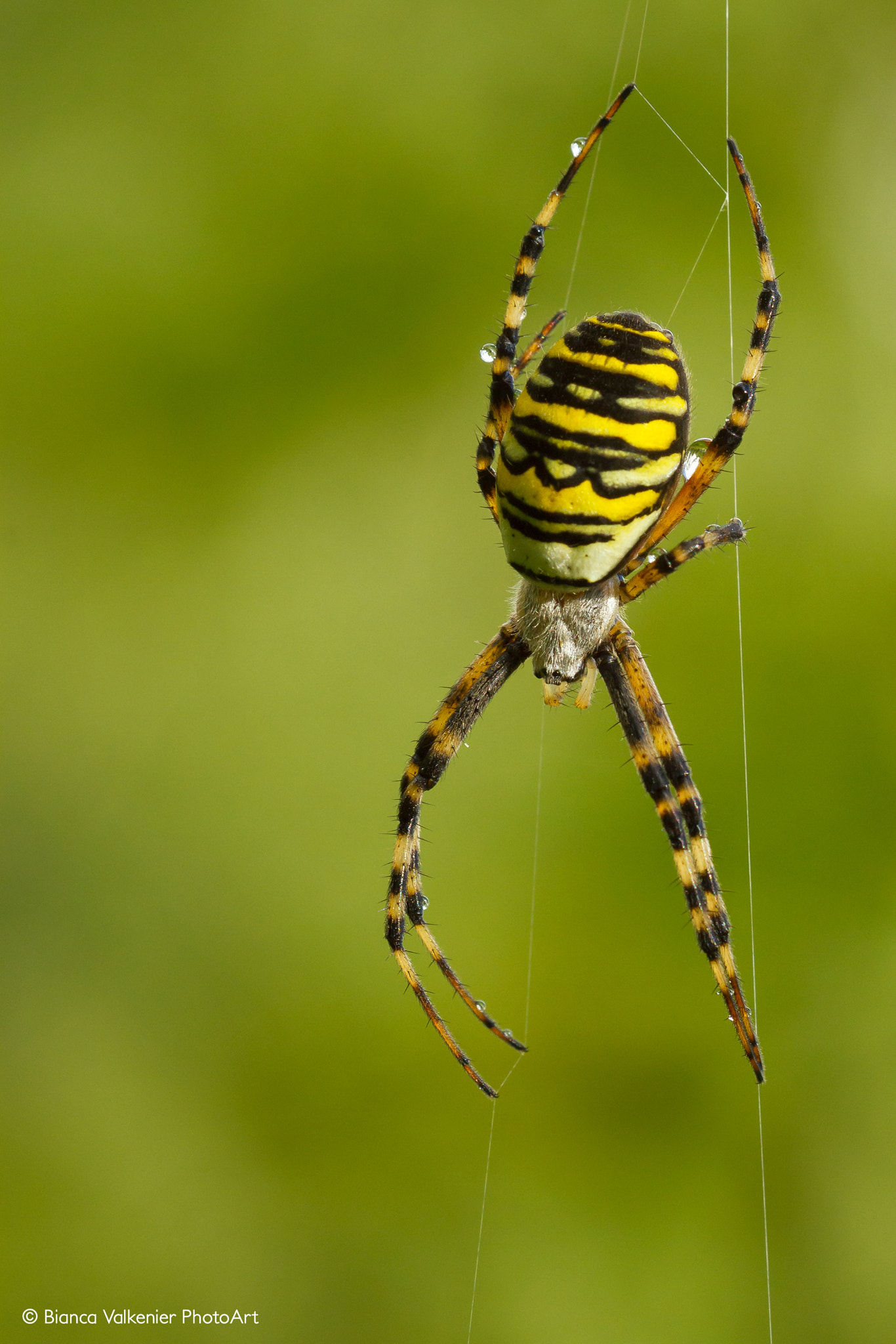 Sigma 150mm f/2.8 EX DG OS HSM APO Macro sample photo. Spinning around! photography