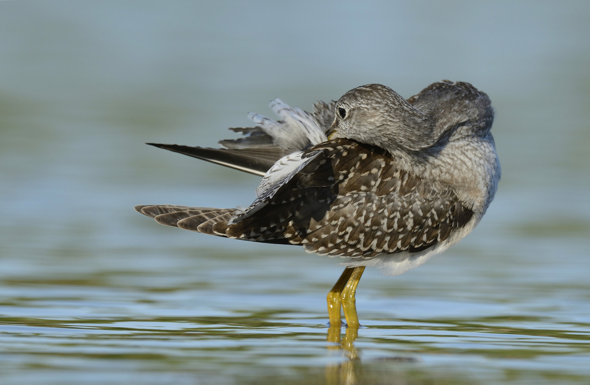 Nikon AF-S Nikkor 800mm F5.6E FL ED VR sample photo. Petit chevalier / tringa flavipes / lesser yellowlegs photography
