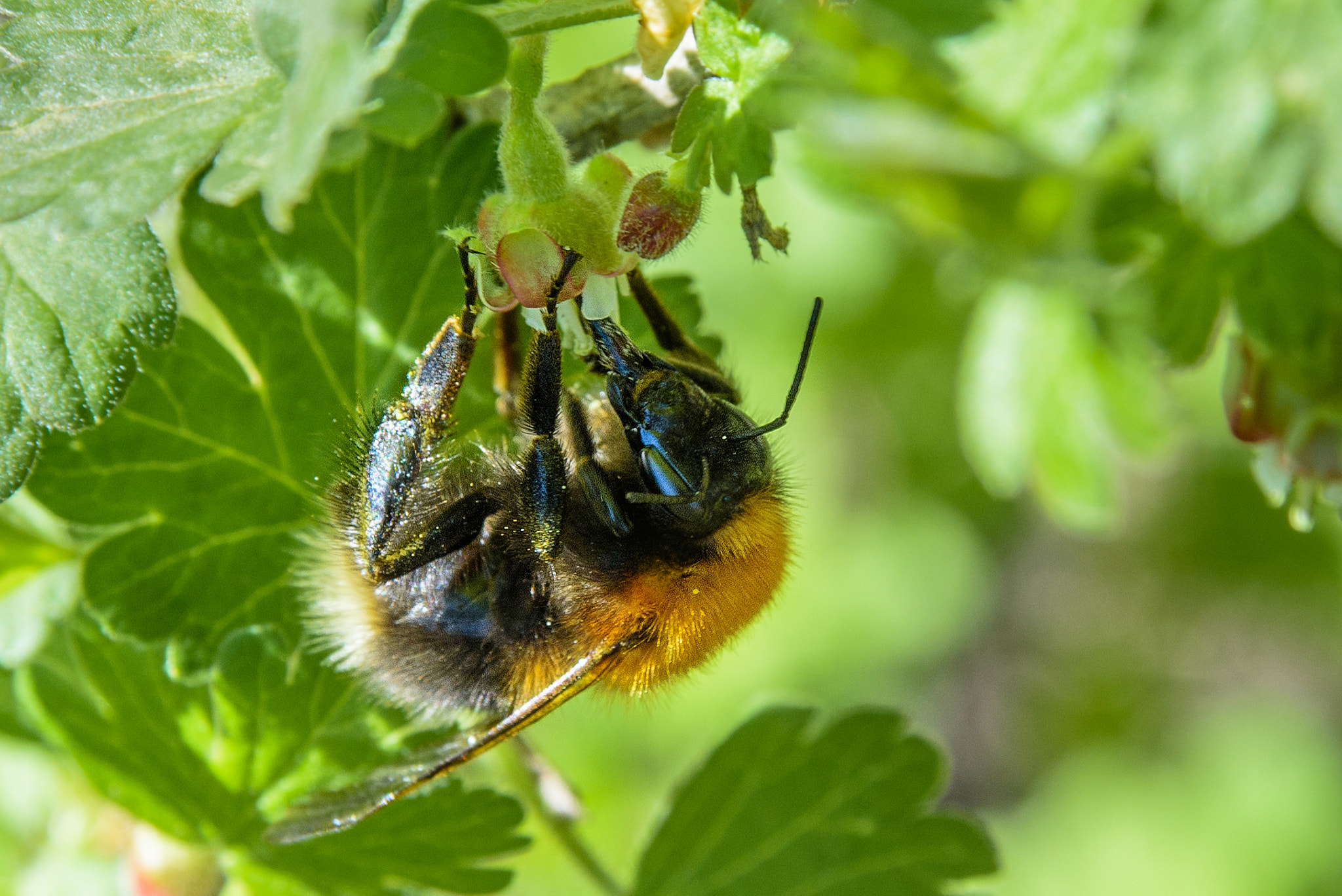AF Zoom-Nikkor 28-105mm f/3.5-4.5D IF sample photo. Bumblebee photography