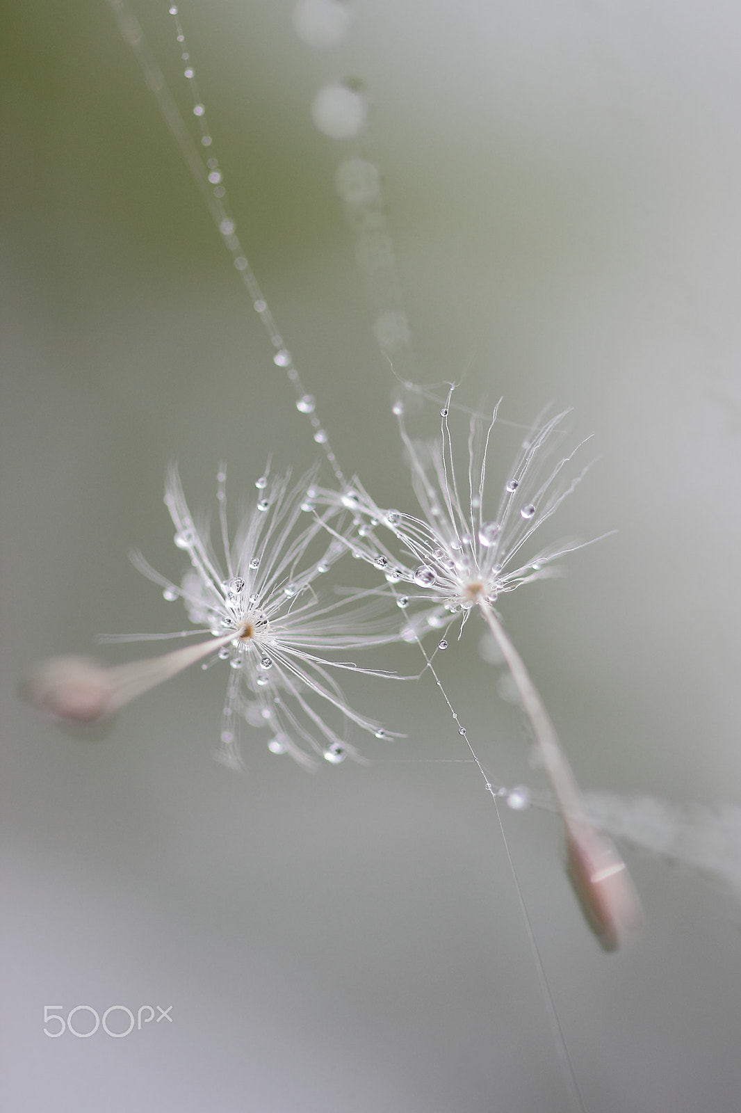Canon EF 100mm F2.8 Macro USM sample photo. Trap photography