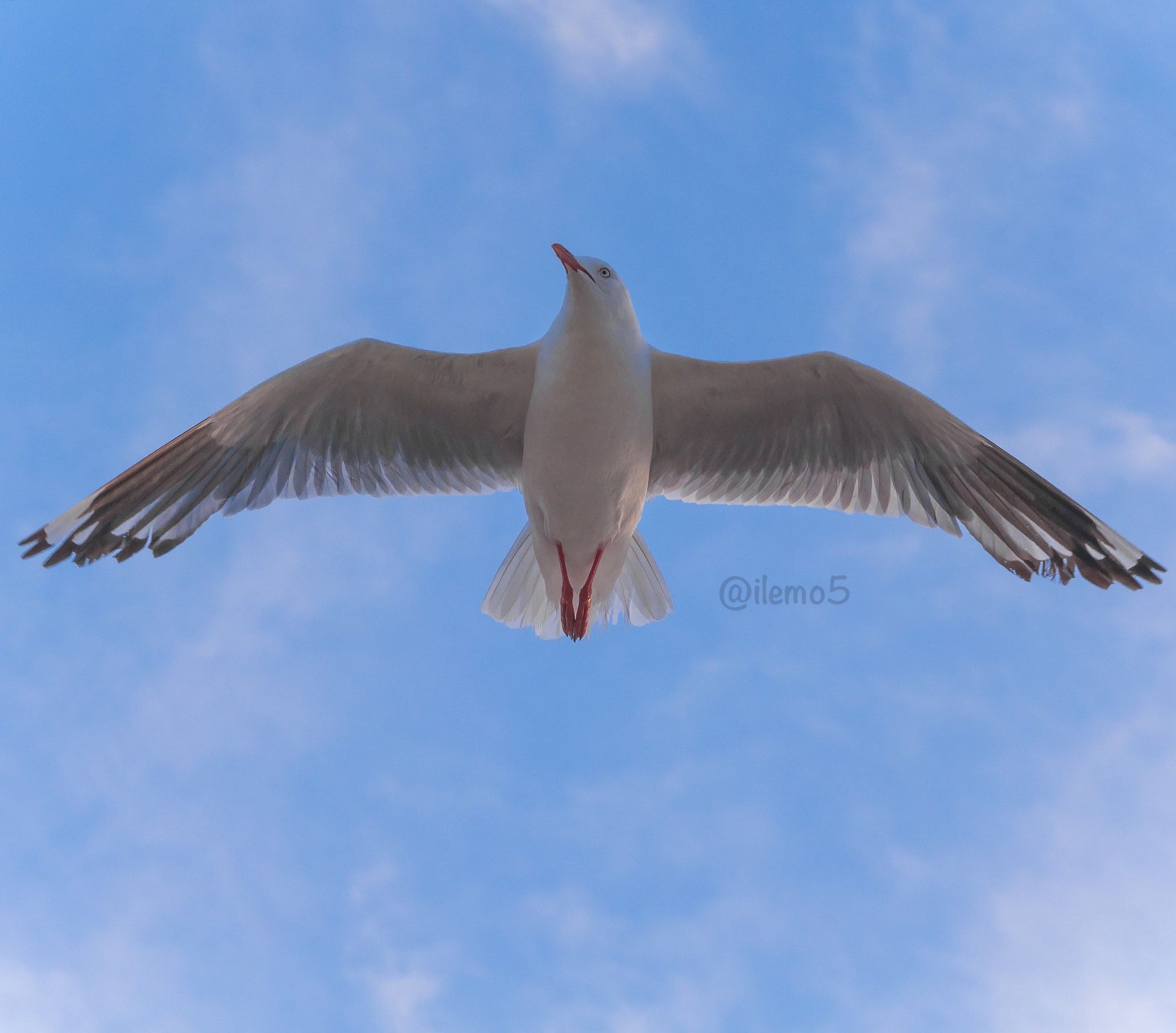 Nikon D90 + Nikon AF Nikkor 85mm F1.8D sample photo. Fly .. fly photography