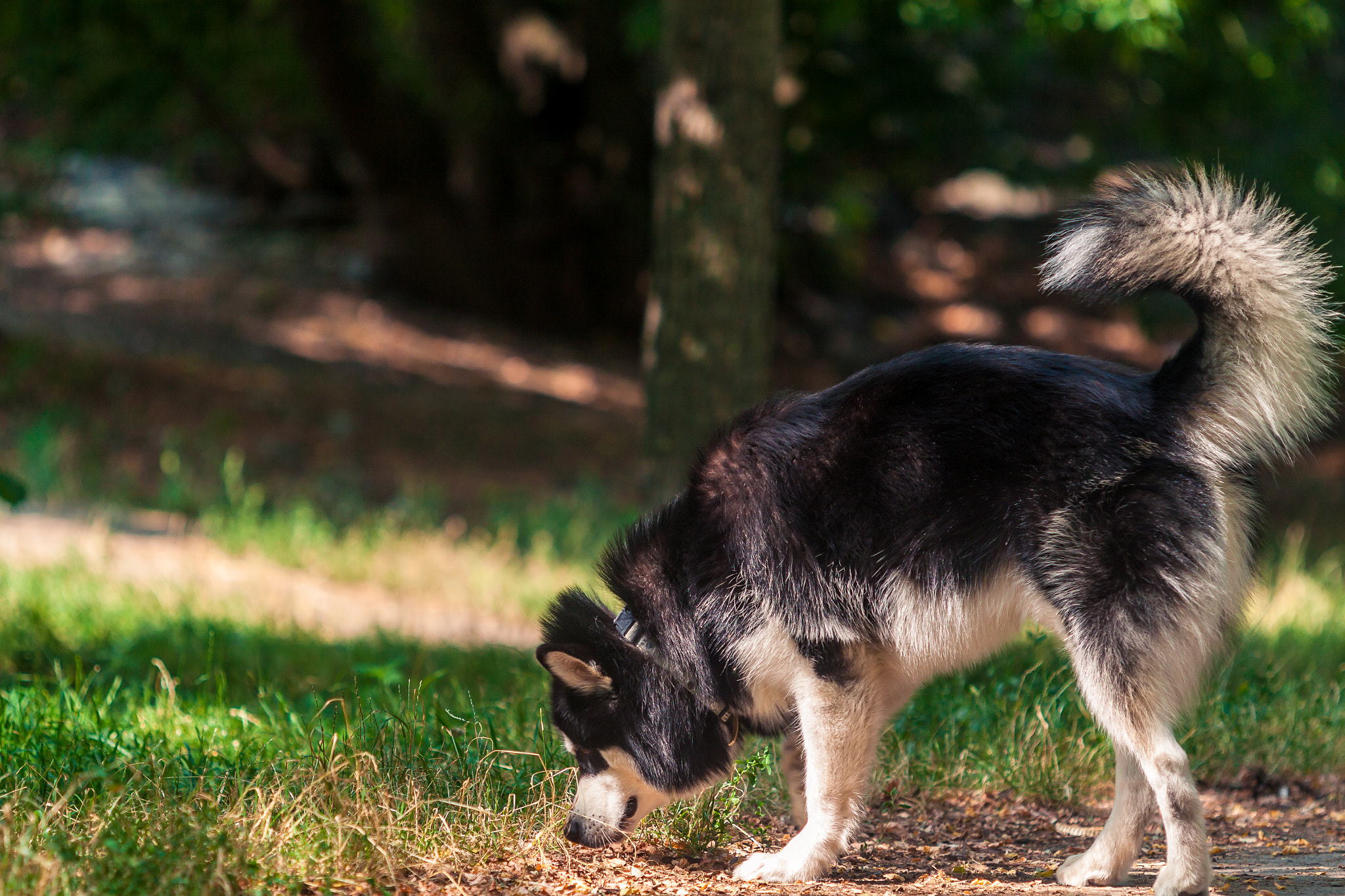 Canon EF 70-200mm F2.8L USM sample photo. Denzel malamute photography