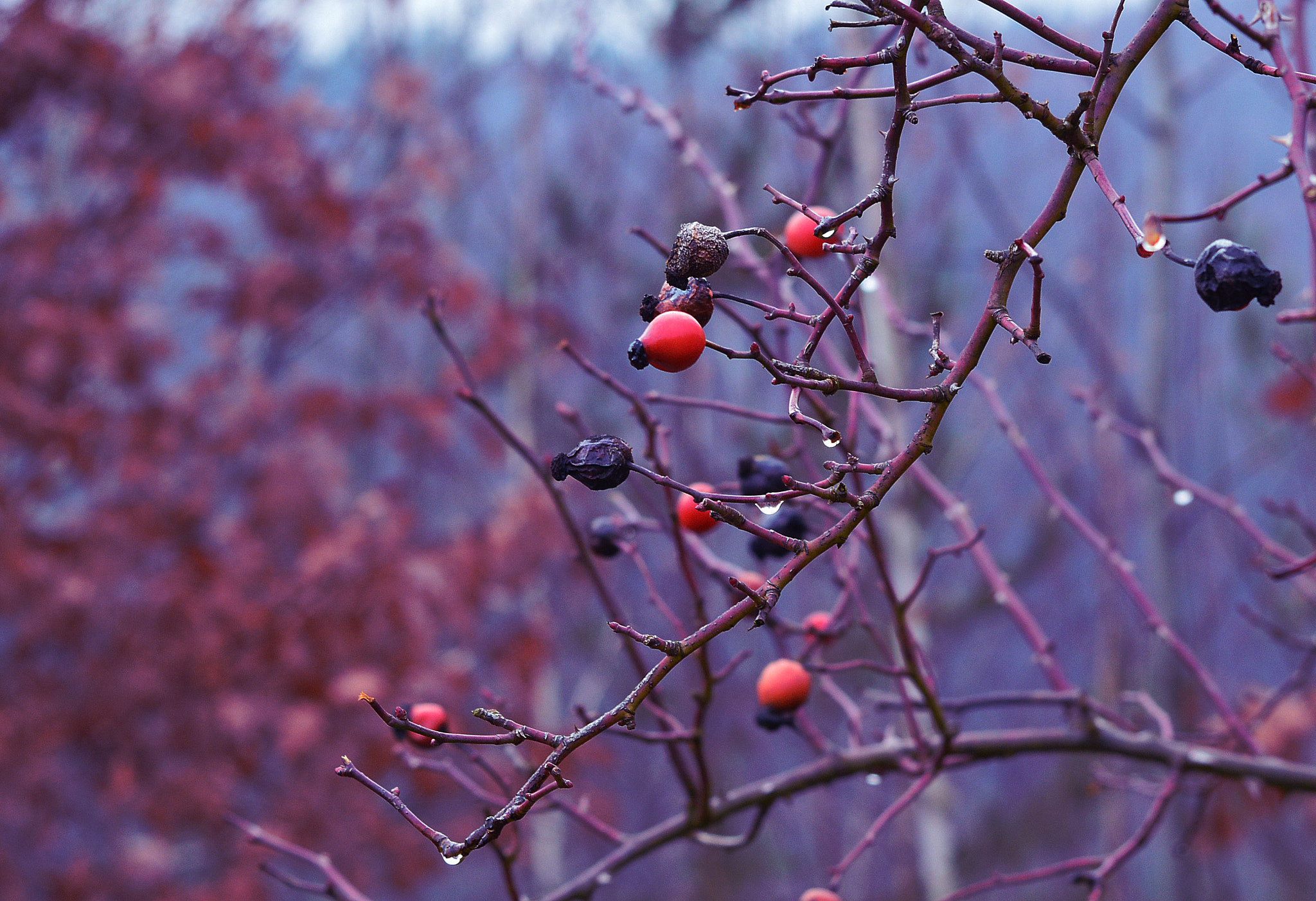 IX-Nikkor 24-70mm f/3.5-5.6 sample photo. Depressed photography