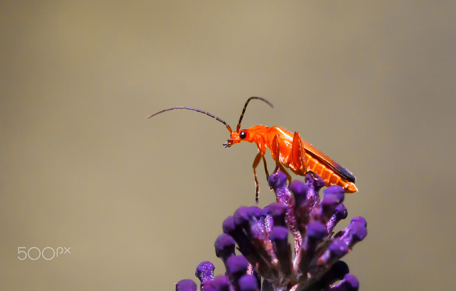 Sigma 150mm F2.8 EX DG Macro HSM sample photo. Rood soldaatje photography