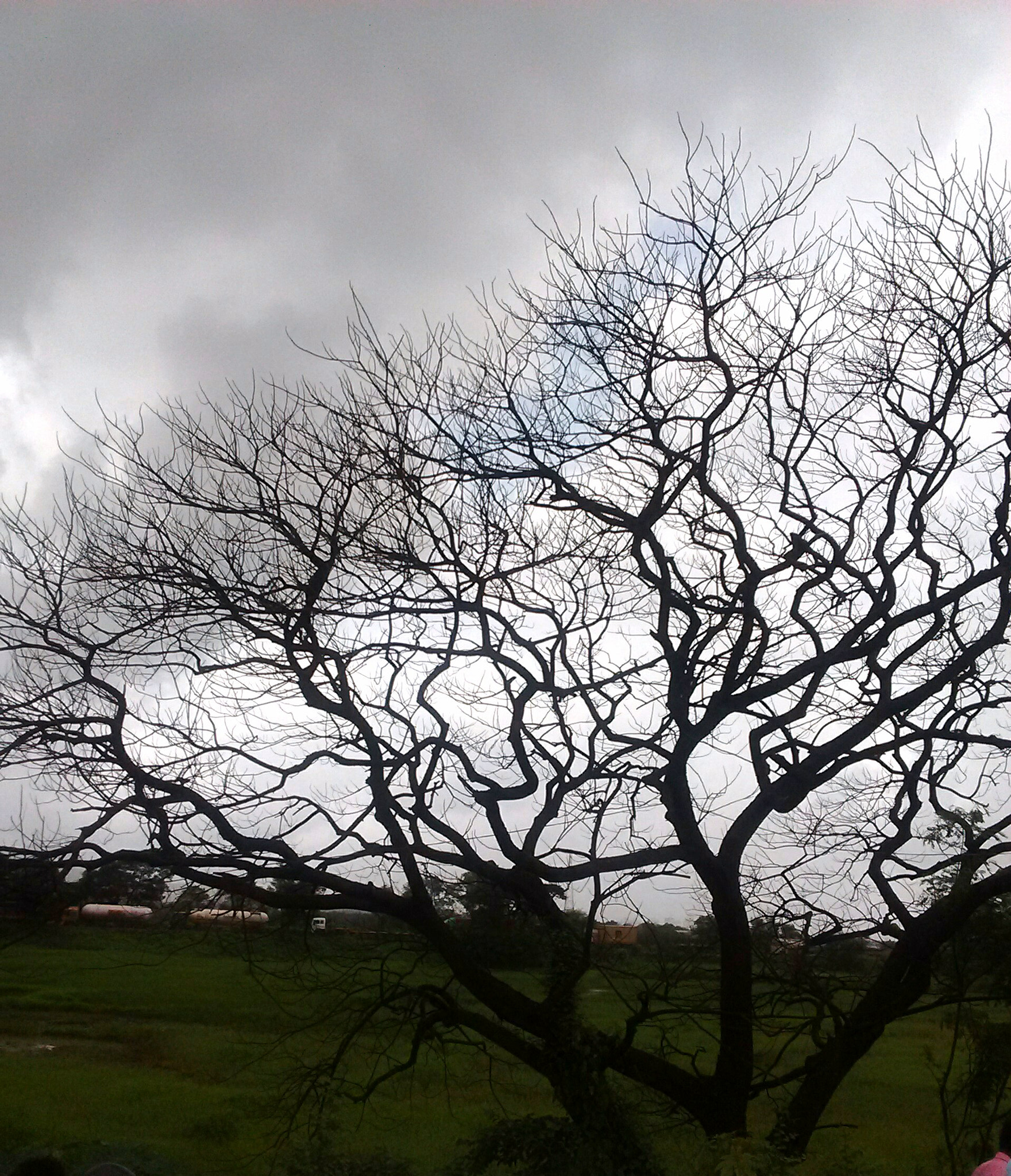 Motorola MotoE2 sample photo. Img_tree photography