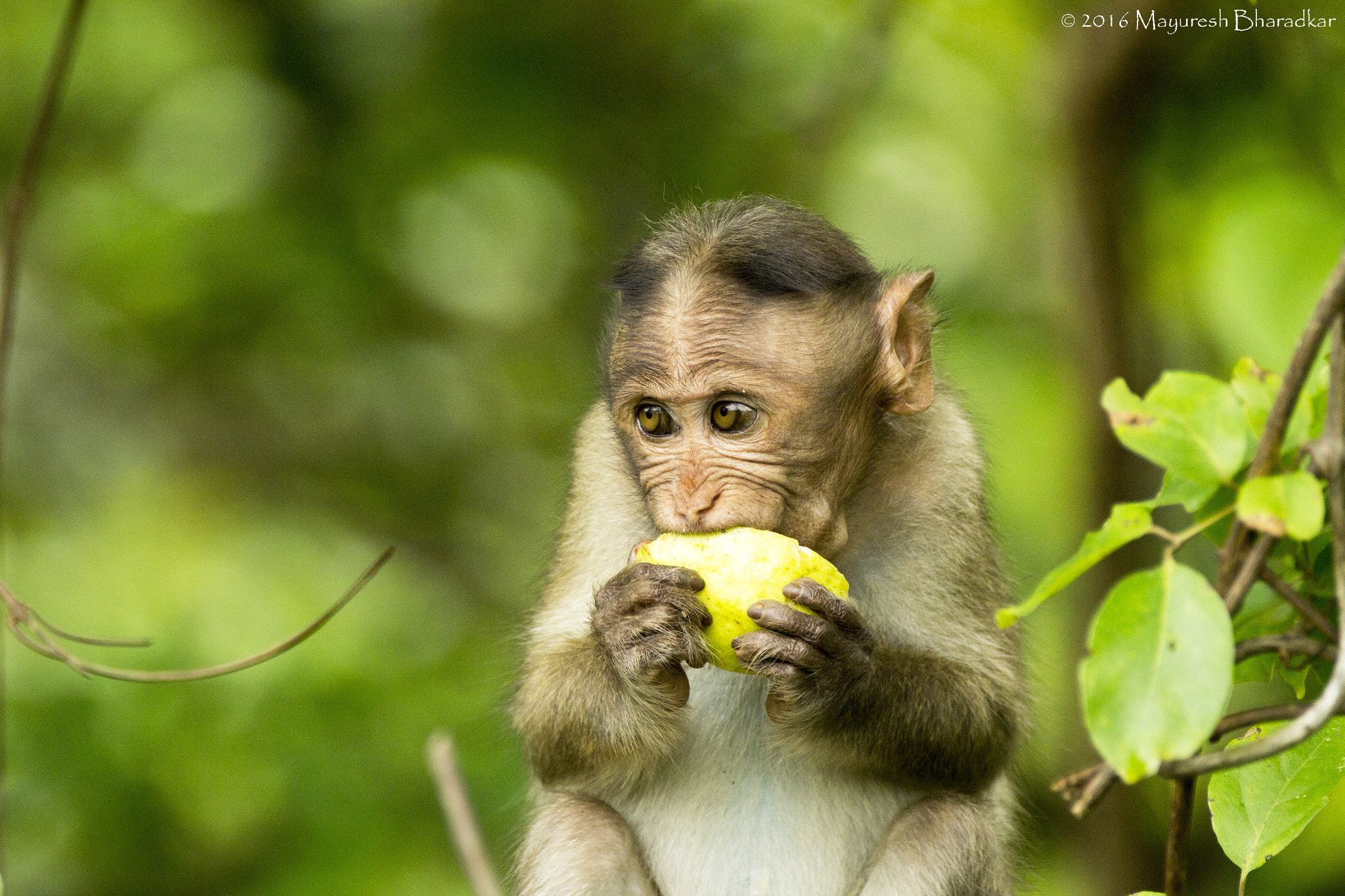 150-600mm F5-6.3 DG OS HSM | Contemporary 015 sample photo. The little monkey photography