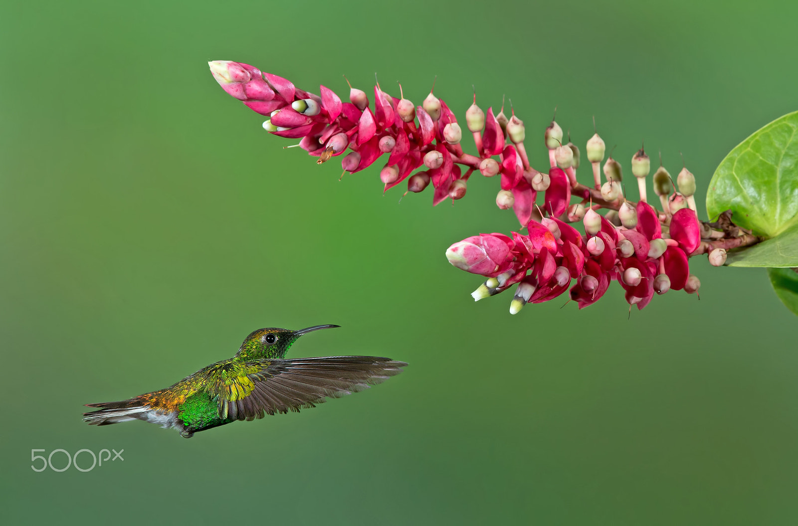 Canon EF 300mm F2.8L IS II USM sample photo. Coppery-headed emerald hummingbird - costa rica photography
