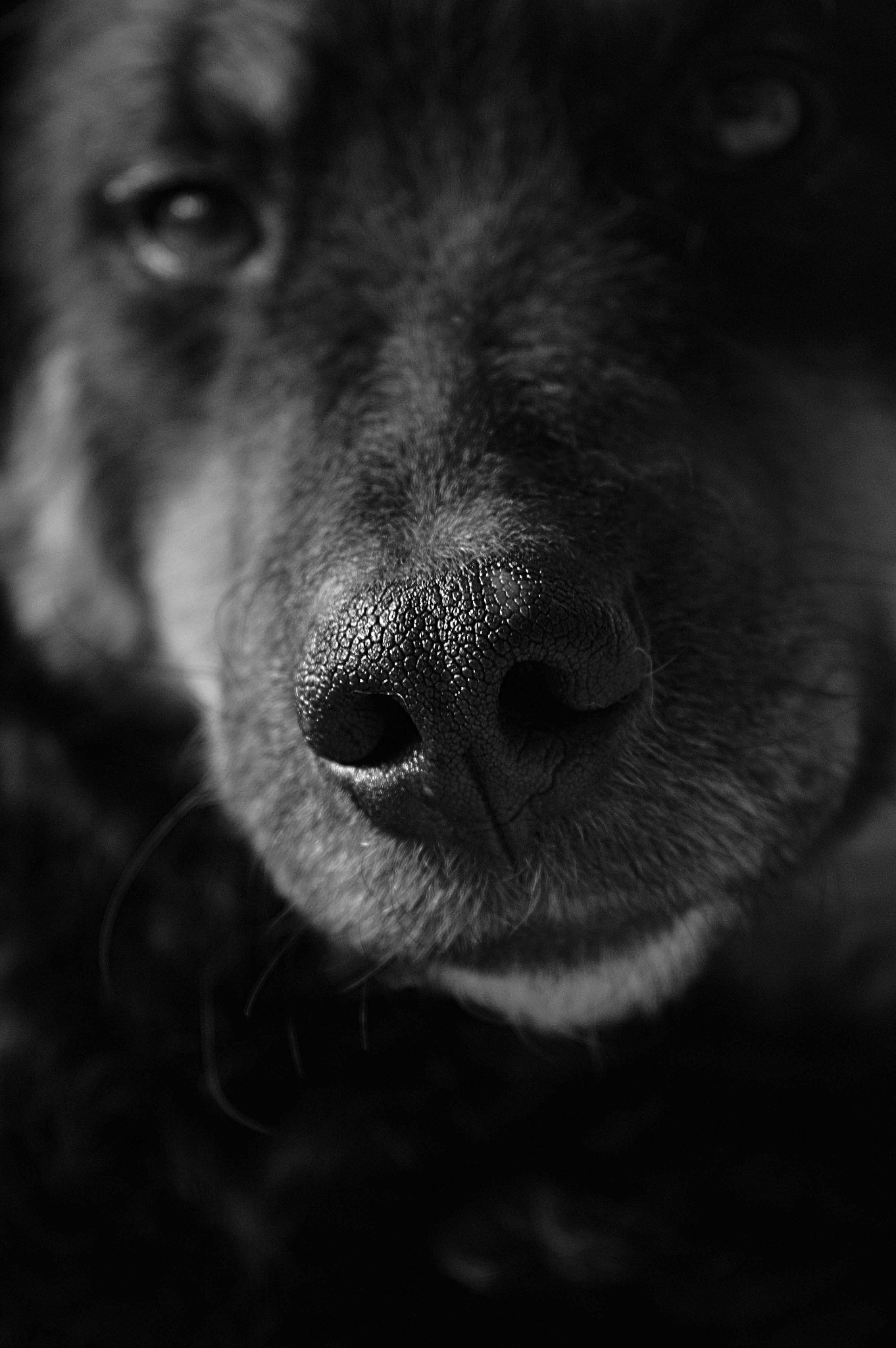 Nikon AF Micro-Nikkor 200mm F4D ED-IF sample photo. Dog photography