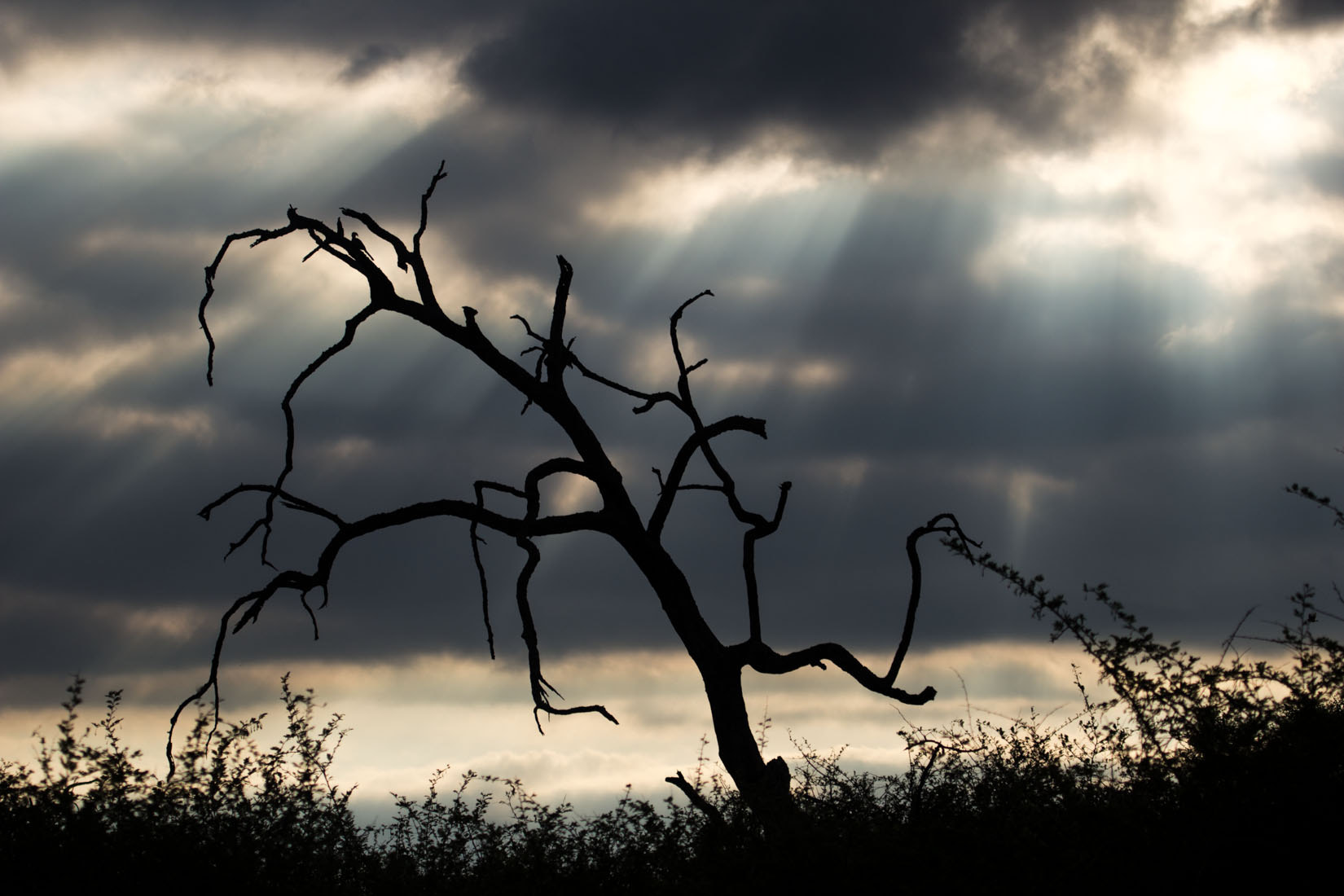 Canon EOS 600D (Rebel EOS T3i / EOS Kiss X5) + Canon EF 100-400mm F4.5-5.6L IS USM sample photo. Shrouded dead tree in the african bush photography