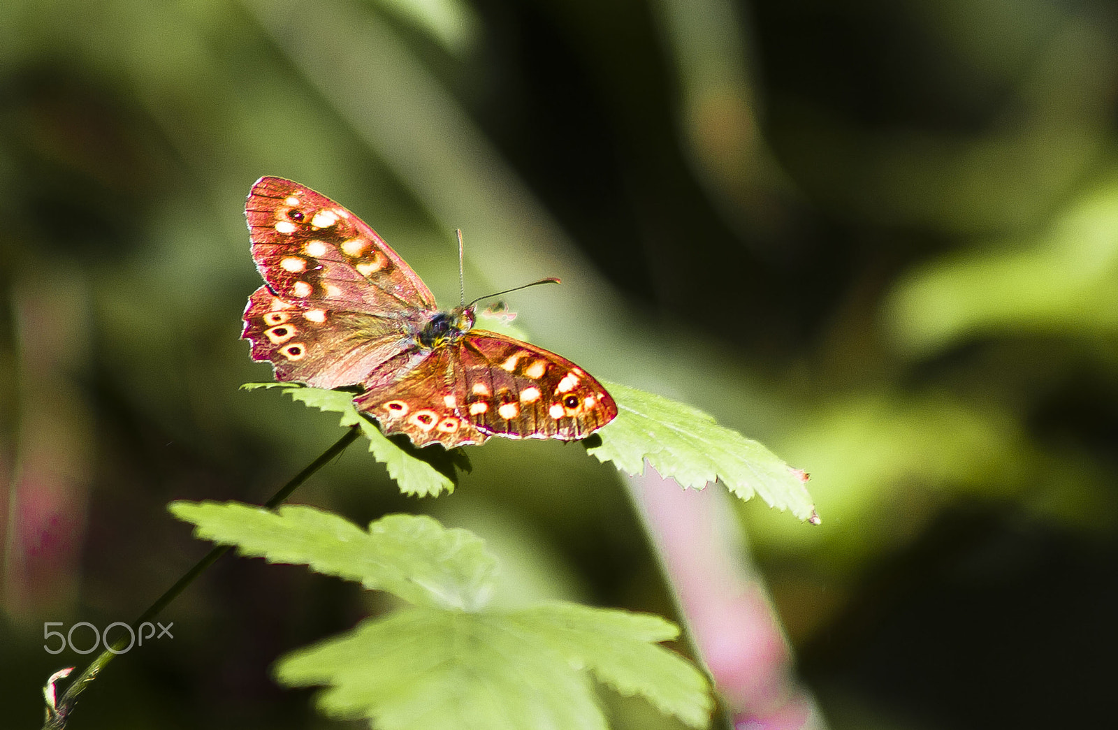Canon EOS 450D (EOS Rebel XSi / EOS Kiss X2) + EF75-300mm f/4-5.6 sample photo. Butterfly photography