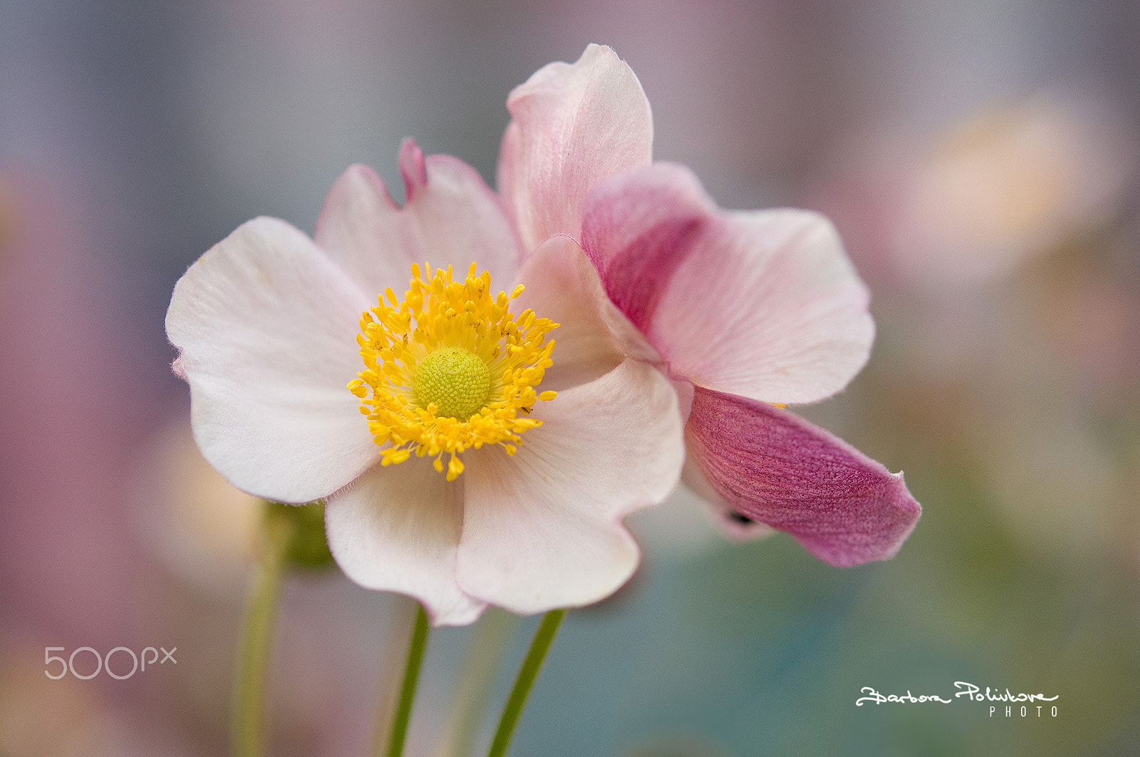 Nikon AF-S Micro-Nikkor 60mm F2.8G ED sample photo. Stay with me photography