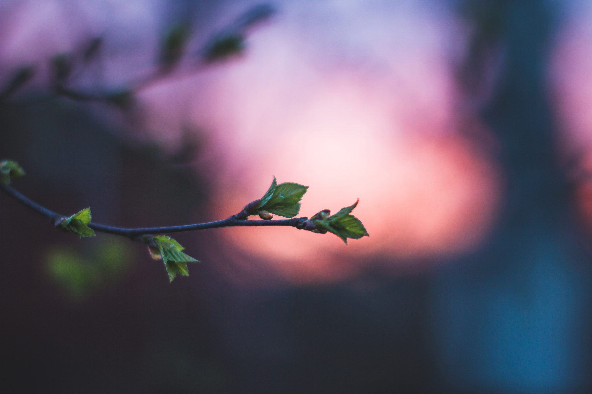 Sigma 50mm F1.4 EX DG HSM sample photo. Sweet spring photography