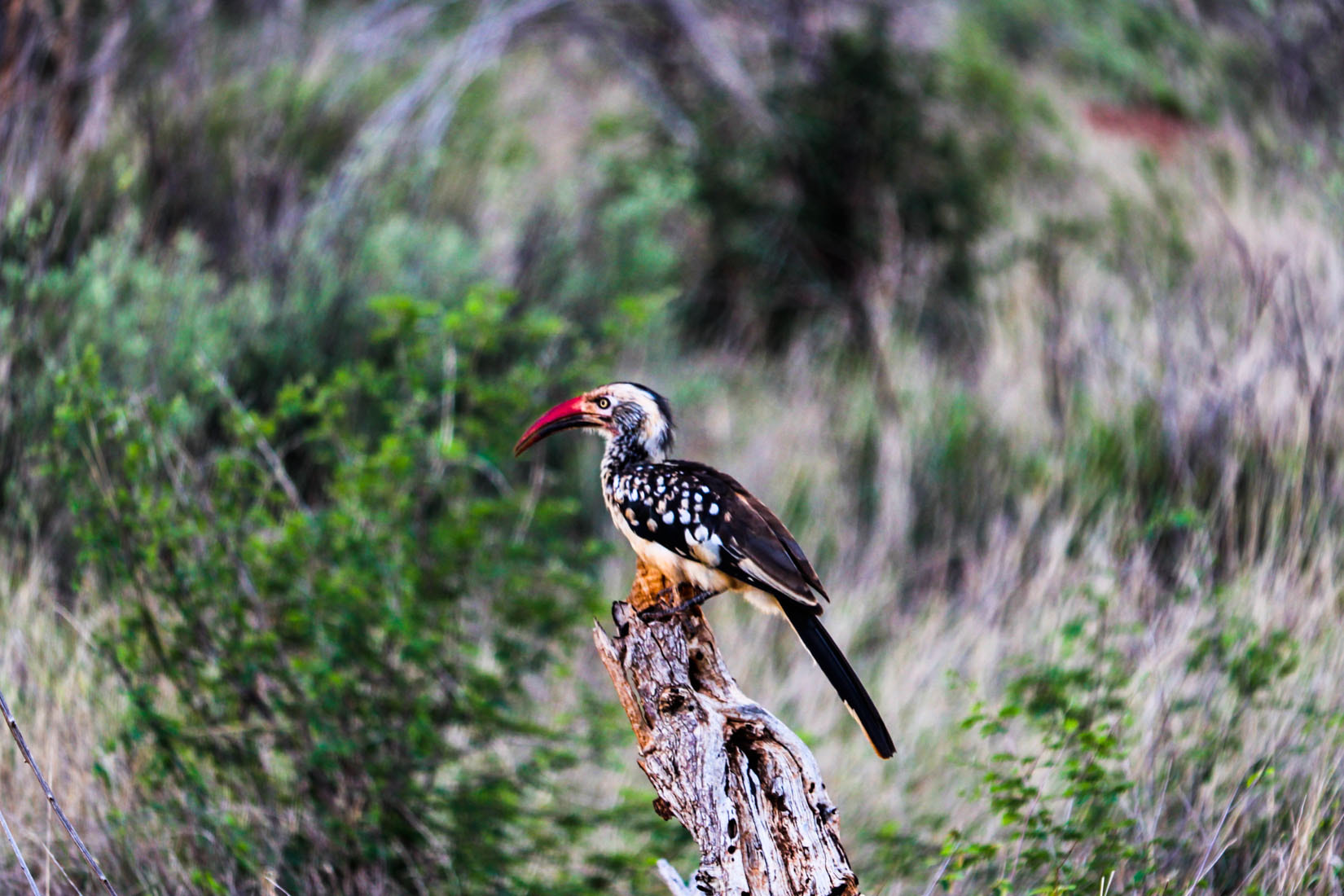 Canon EF 100-400mm F4.5-5.6L IS USM sample photo. Some bird photography