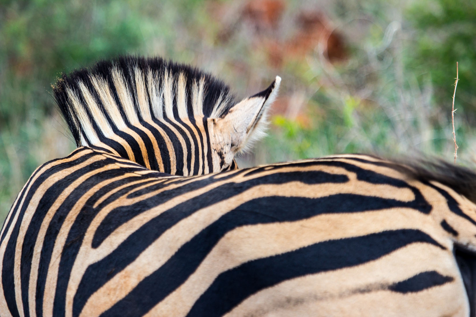 Canon EF 100-400mm F4.5-5.6L IS USM sample photo. Zebra mane photography