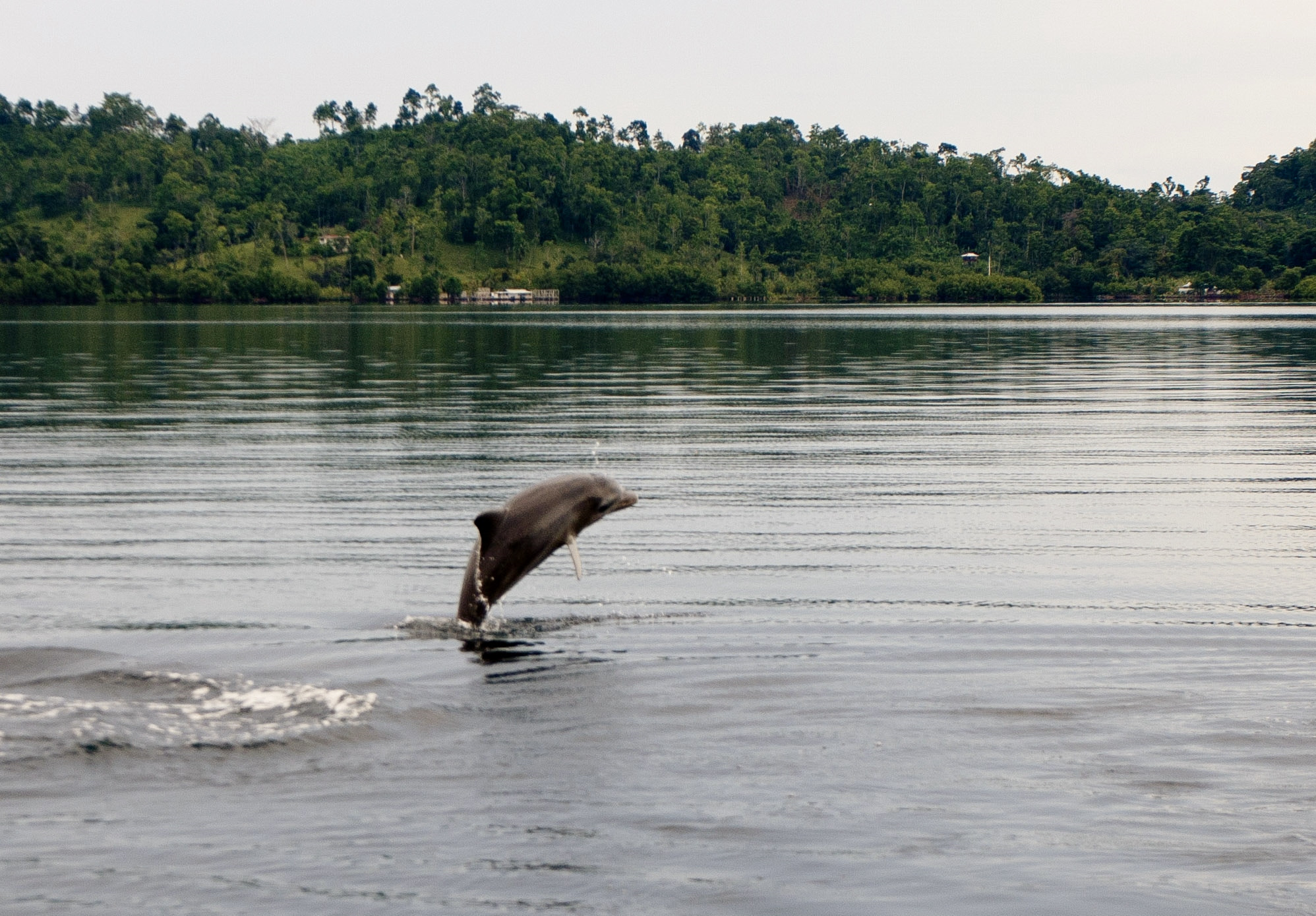 Canon EOS 1000D (EOS Digital Rebel XS / EOS Kiss F) + Canon EF 17-40mm F4L USM sample photo. Wild animals in costa rica photography