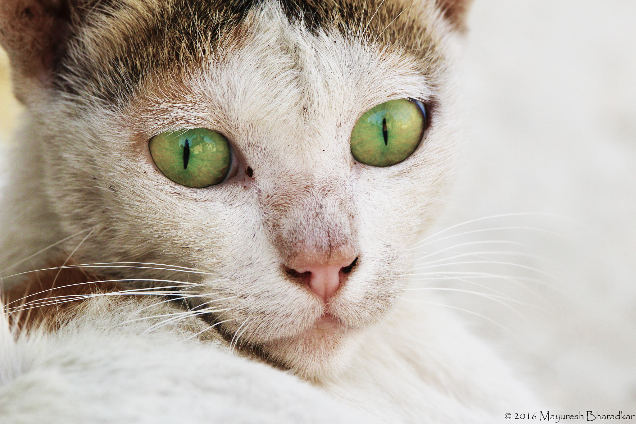 150-600mm F5-6.3 DG OS HSM | Contemporary 015 sample photo. Internet made for cats photography