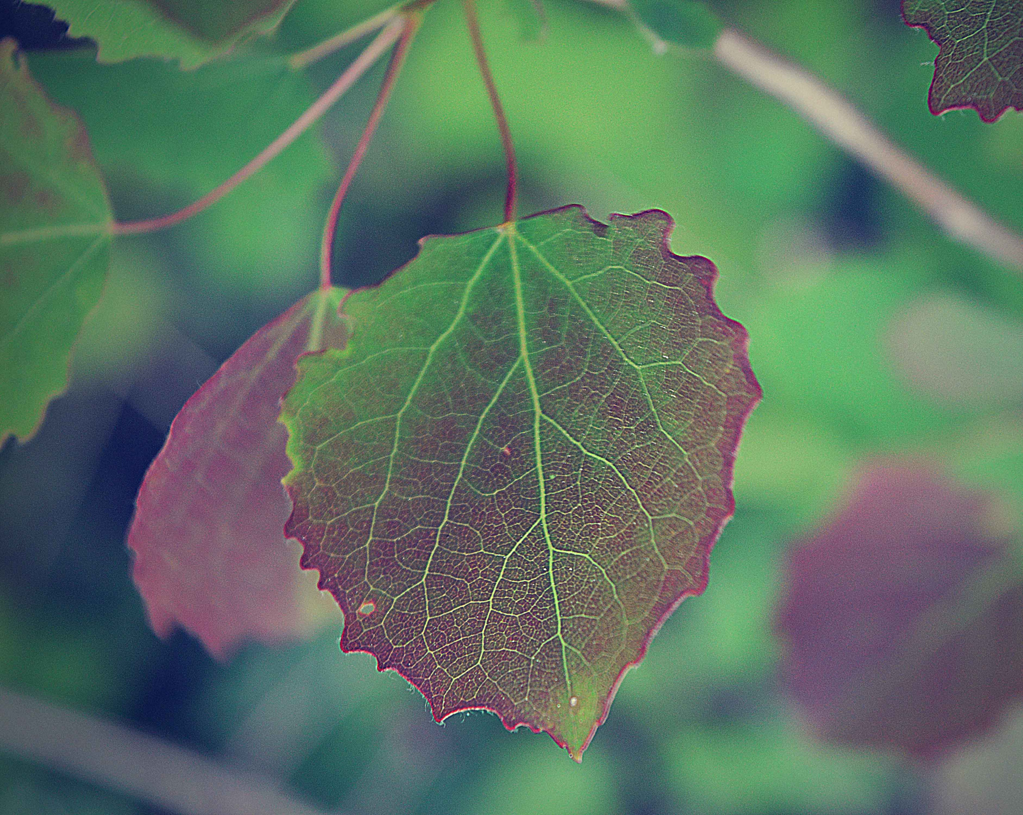 AF Zoom-Nikkor 35-80mm f/4-5.6D sample photo. Beauty letter photography