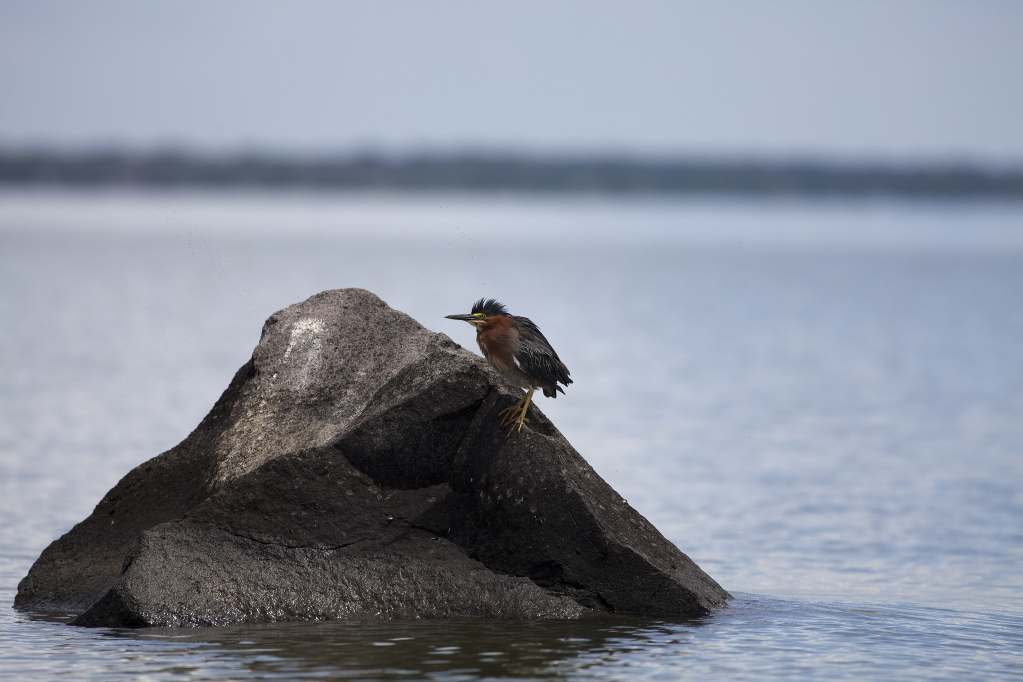 Canon EF 400mm F5.6L USM sample photo. Wild animals in costa rica photography