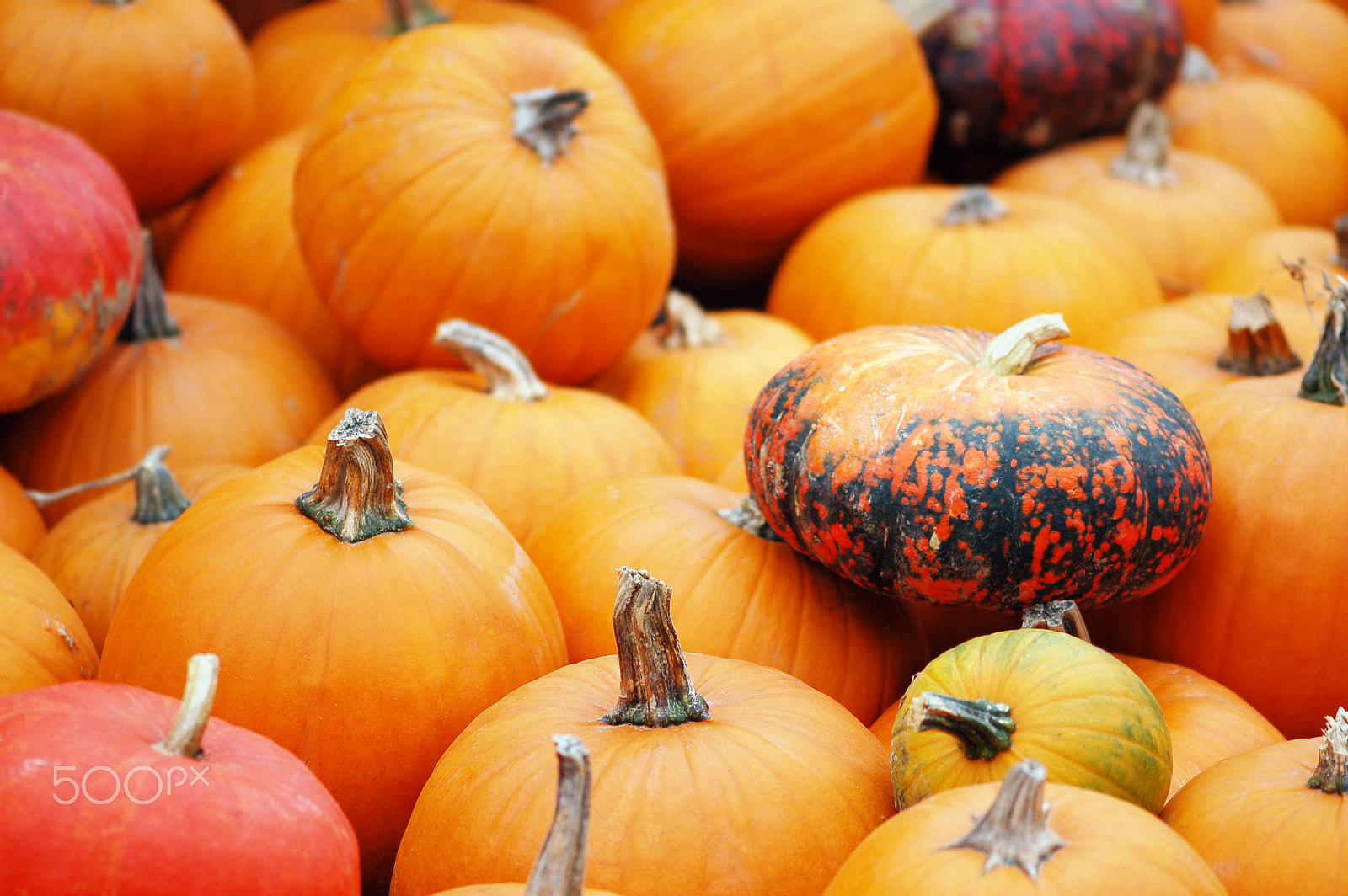 Nikon D50 sample photo. Group of colorful mini pumpkins photography