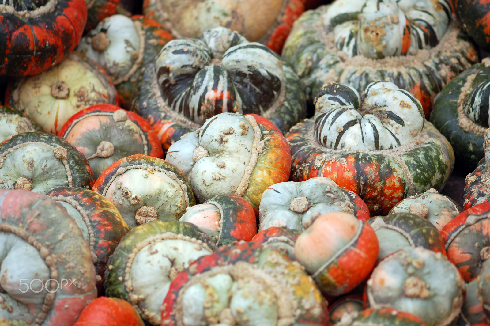 Nikon D50 sample photo. Group of colorful mini pumpkins photography