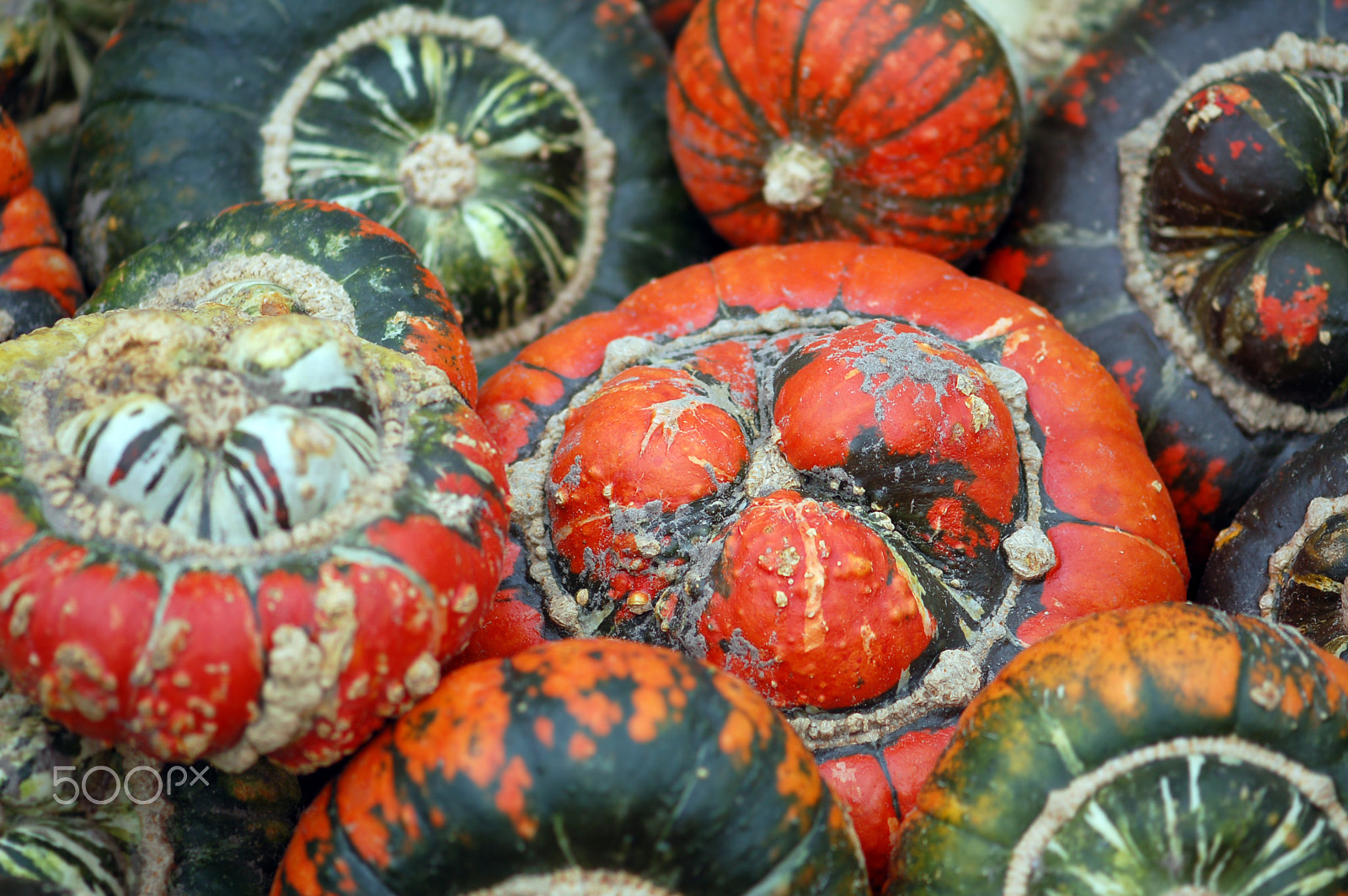 Nikon D50 sample photo. Group of colorful mini pumpkins photography