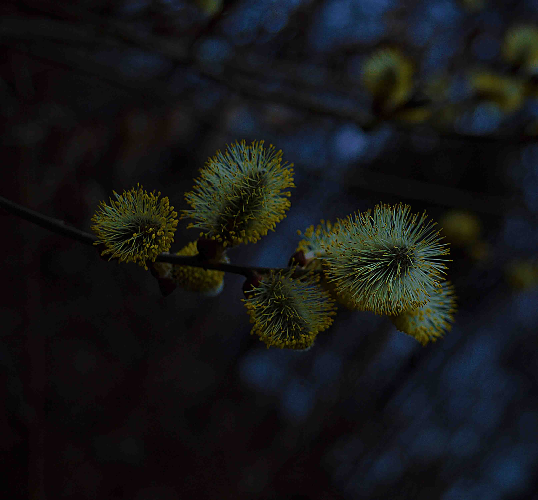 Nikon D3200 sample photo. Dark spring photography