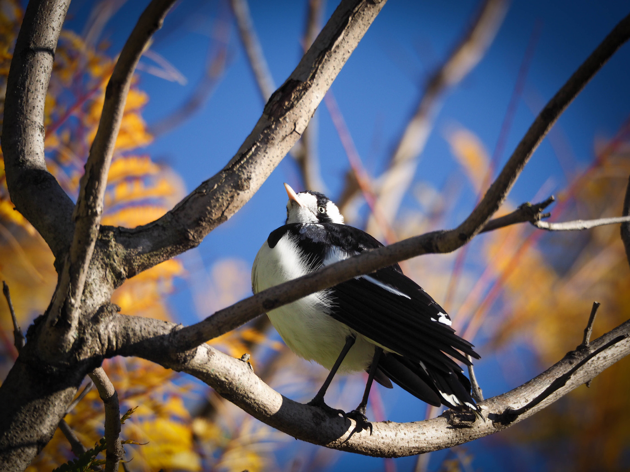 Olympus OM-D E-M10 II sample photo. Morning bird photography