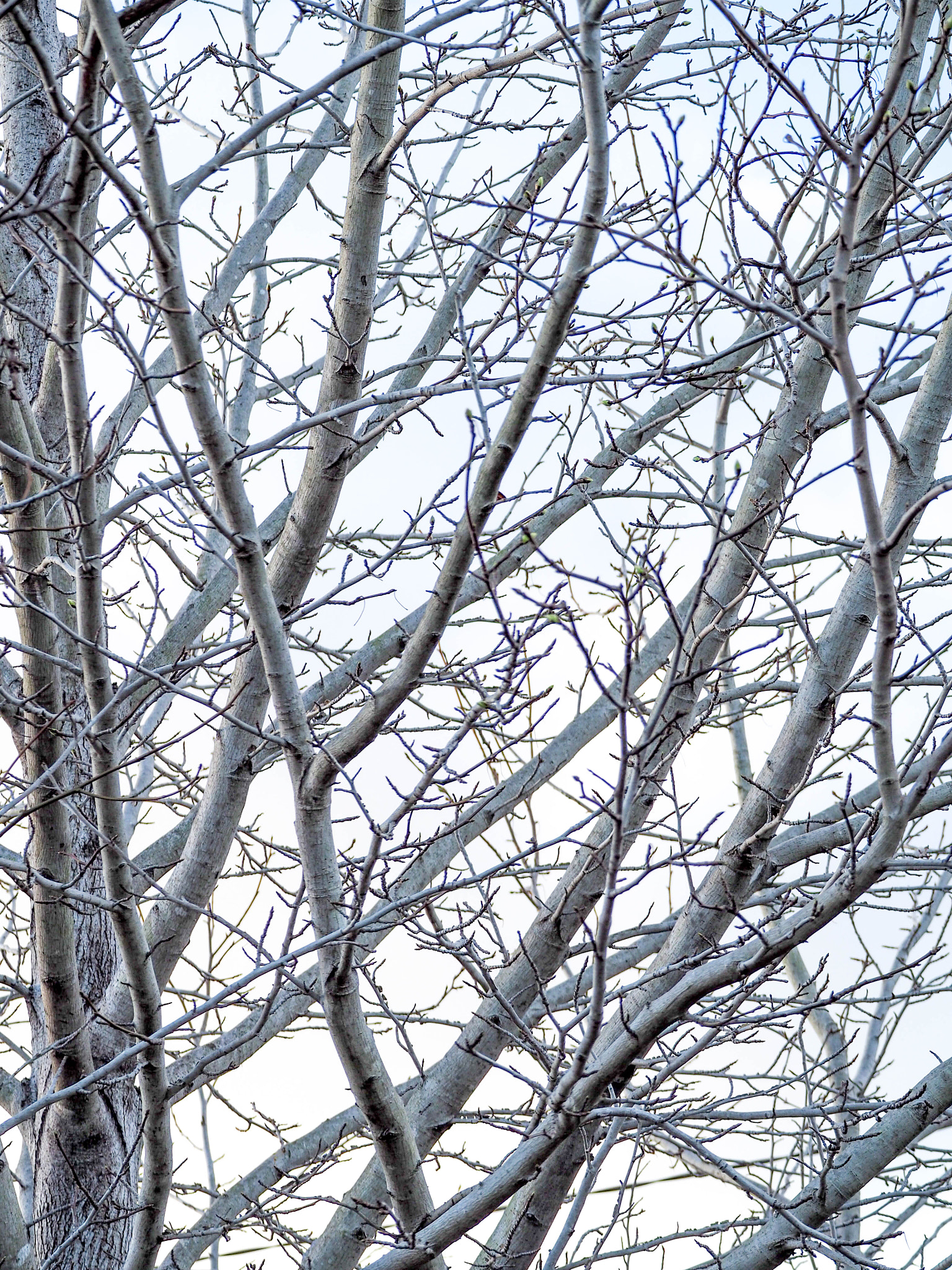 Olympus OM-D E-M10 II sample photo. Tree photography