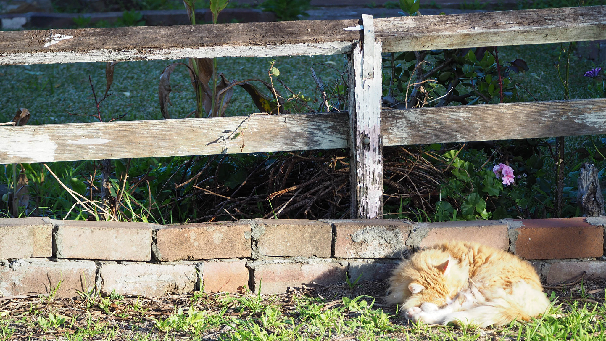 Olympus OM-D E-M10 II sample photo. Sleeping cat photography