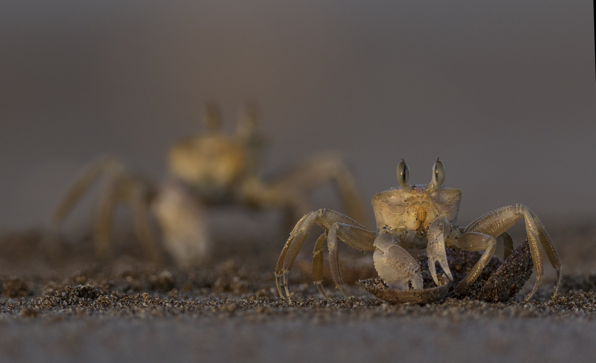 Canon EF 800mm F5.6L IS USM sample photo. Lobster photography