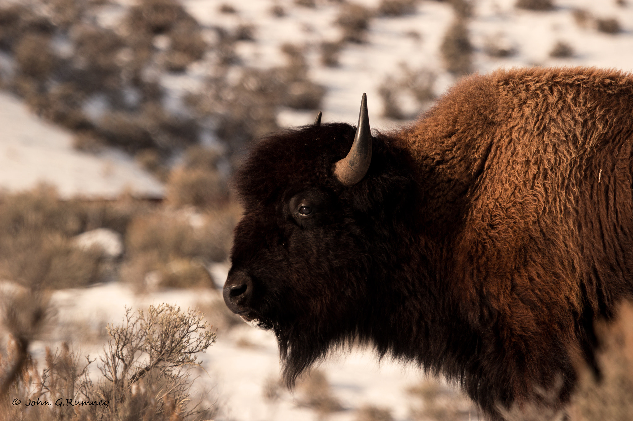 Canon EF 100-400mm F4.5-5.6L IS USM sample photo. Bison photography