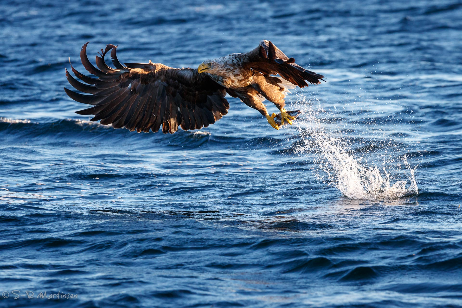 Canon EF 300mm F2.8L IS USM sample photo. Haliaeetus albicilla photography