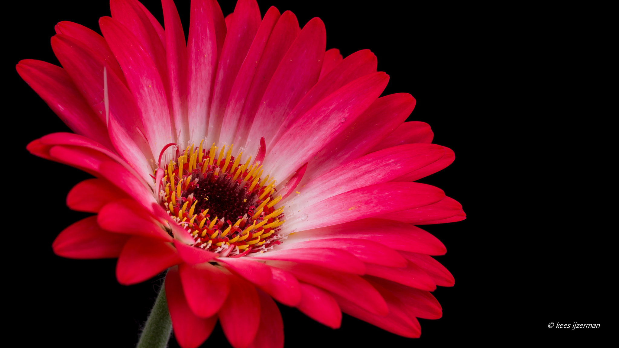 Sony SLT-A77 + Sony 100mm F2.8 Macro sample photo. Gerbera. photography