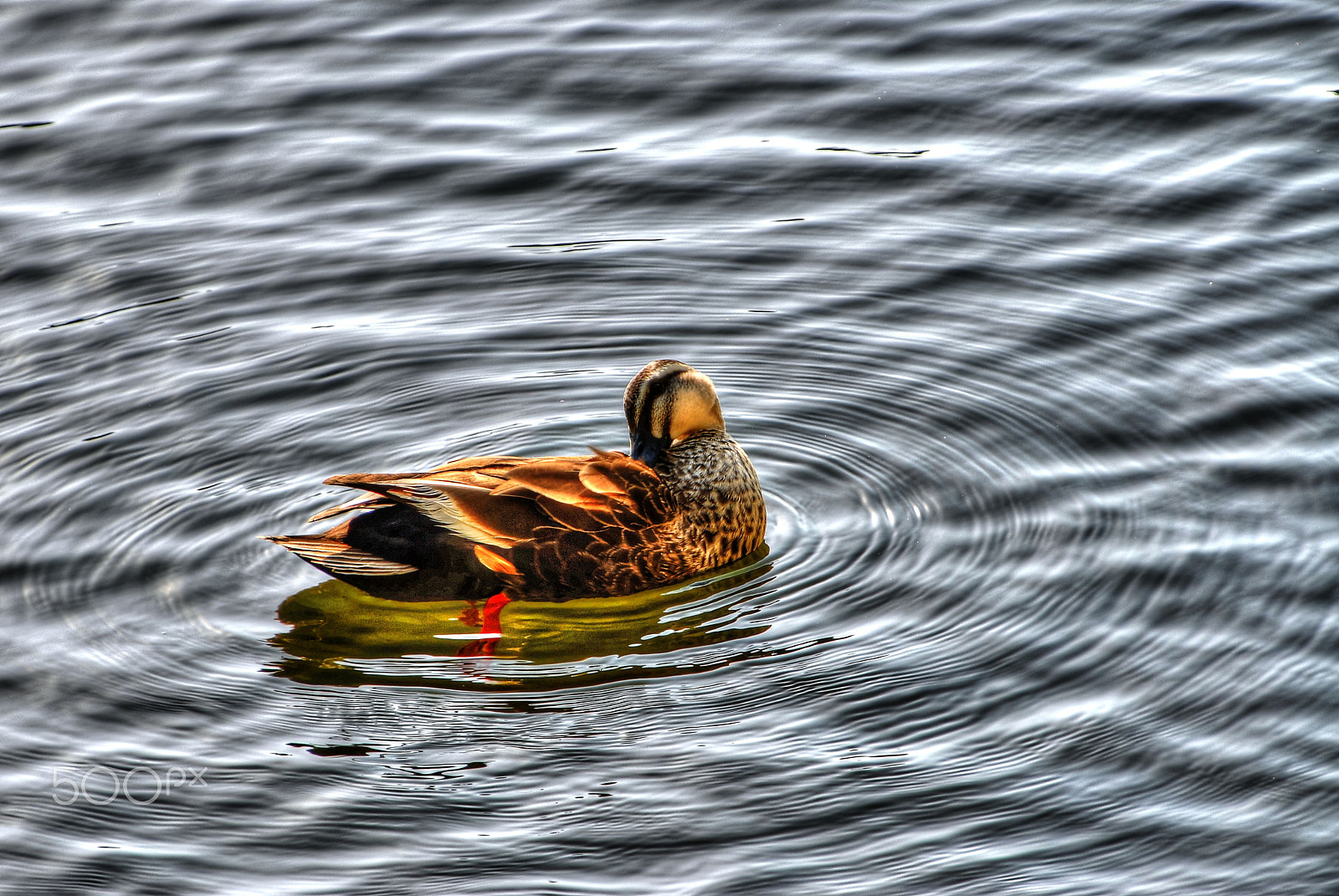 Nikon D200 sample photo. Duck to grooming photography