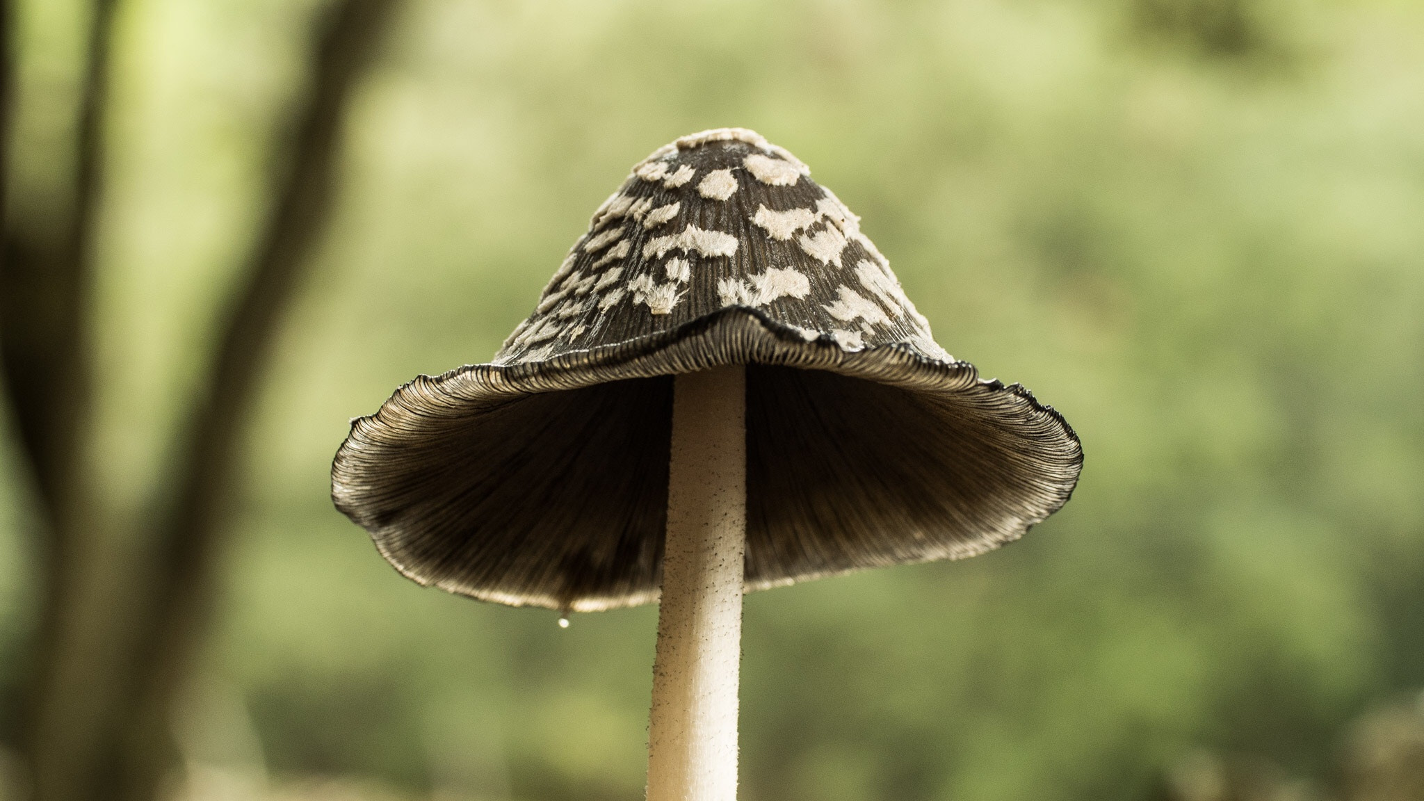 Panasonic Leica DG Macro-Elmarit 45mm F2.8 ASPH OIS sample photo. Olympus digital camera photography