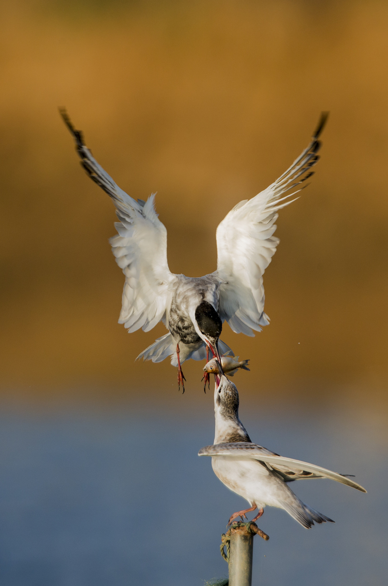 Canon EOS-1D X + Canon EF 600mm f/4L IS sample photo. _32z0201.jpg photography