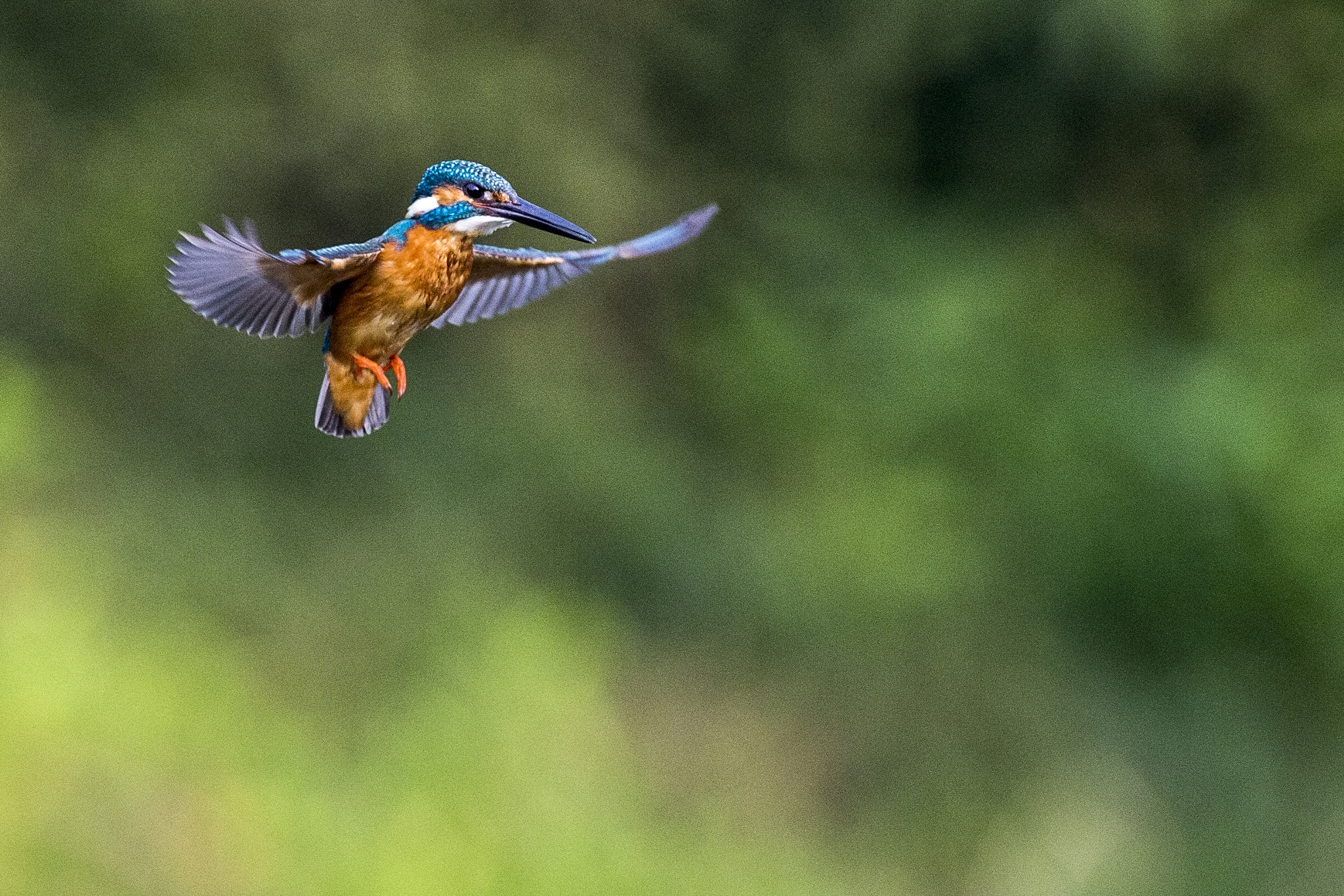 Canon EF 300mm f/2.8L + 1.4x sample photo. 蜂鸟？ photography