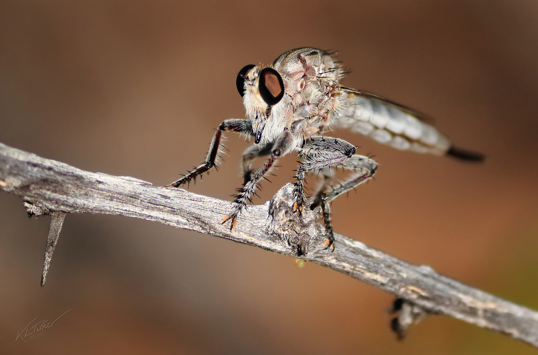 Canon EOS 100D (EOS Rebel SL1 / EOS Kiss X7) sample photo. Robber fly photography