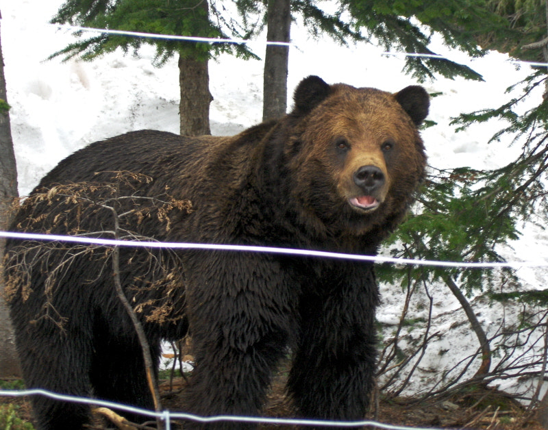 HP PHOTOSMART R927  (V01.00) sample photo. Grizzly bear refuge photography